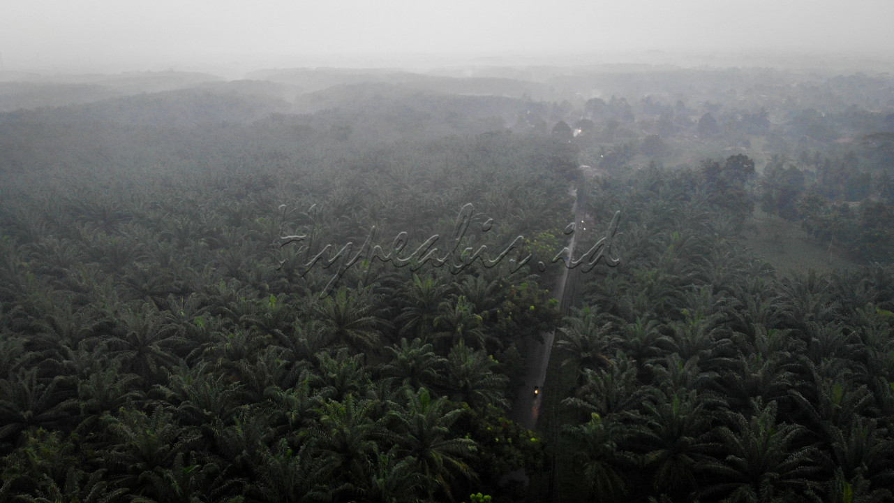 Hypeabis HAMPARAN PERKEBUNAN SAWIT