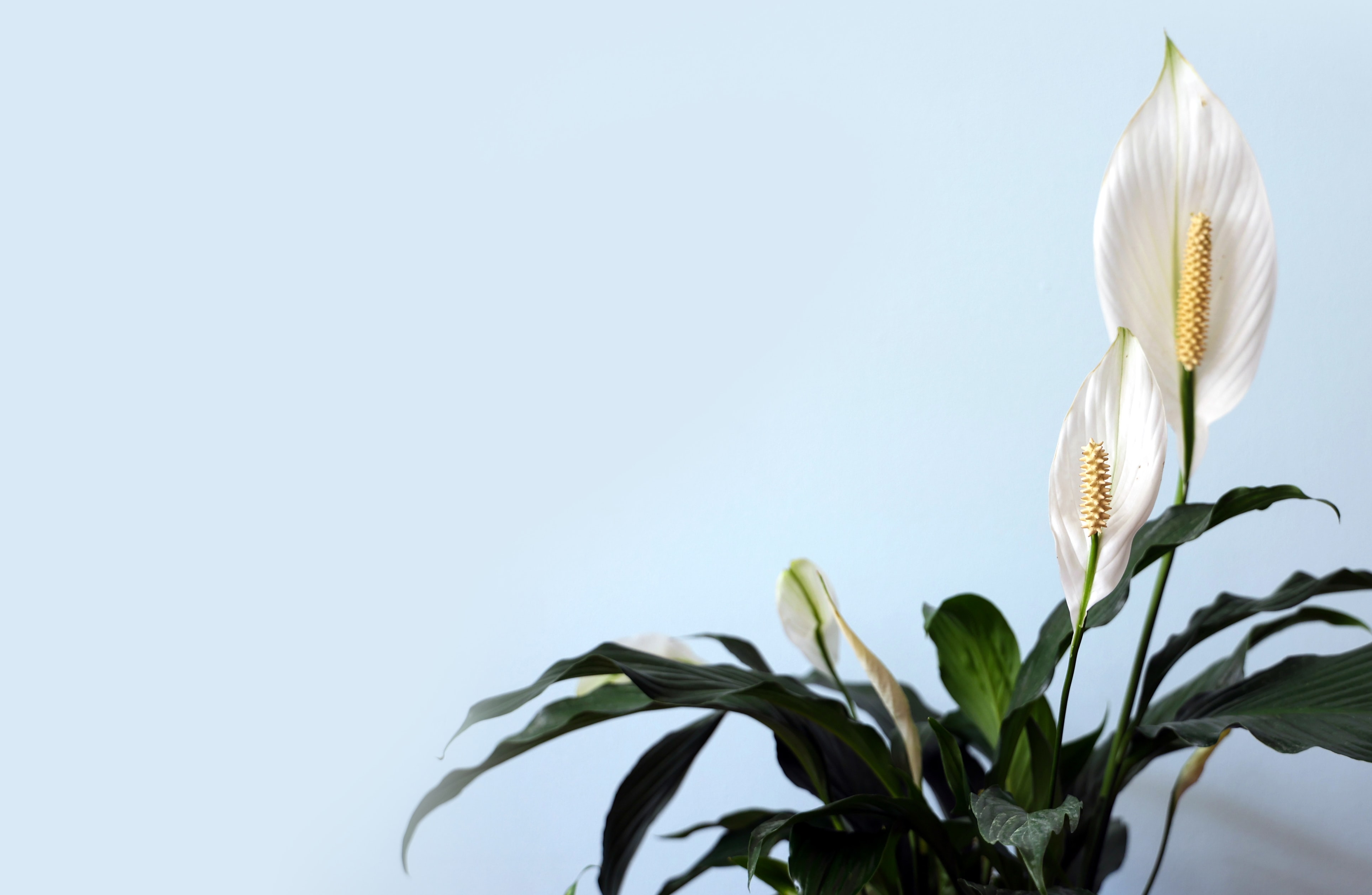 Peace Lily (Photo by Bellava G on Unsplash)