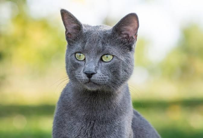 Kucing Russian Blue (Animalpath.org)