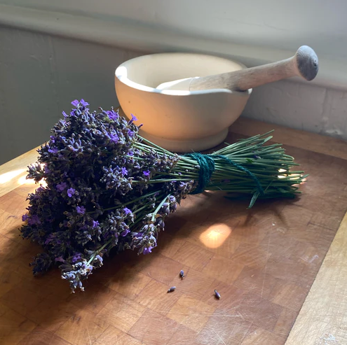 Ilustrasi tanaman lavender- Claire Gray (Dok. Unsplash)