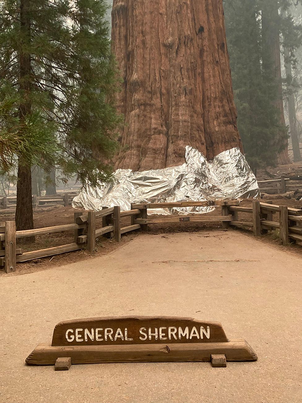 Para petugas pemadam kebakaran melindungi pohon General Sherman dari kebakaran (Dok. National Park Service)