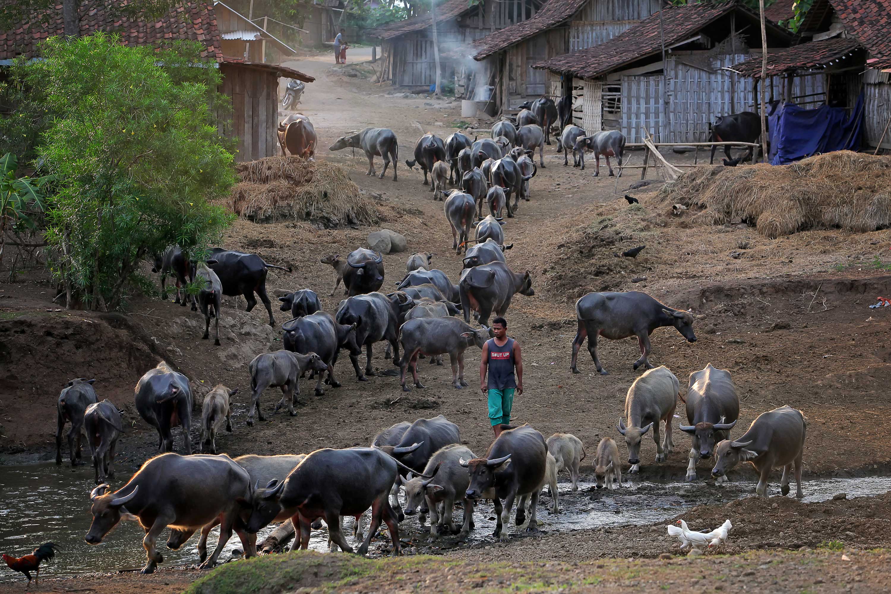 Seorang penggembala kerbau di desa Kampung Kerbau Bulak Pepe widodaren kab.Ngawi Jawa Timur, sedang berangkat menuju hutan yang banyak tumbuh rumputnya. Dalam satu kampung Bulak pepe ternak kerbau masih menjadi tinggalan turun temurun yang sampai sekarang masih terjaga, satu kampung jumlah kerbau bisa mencapai 900 ekor kerbau.
