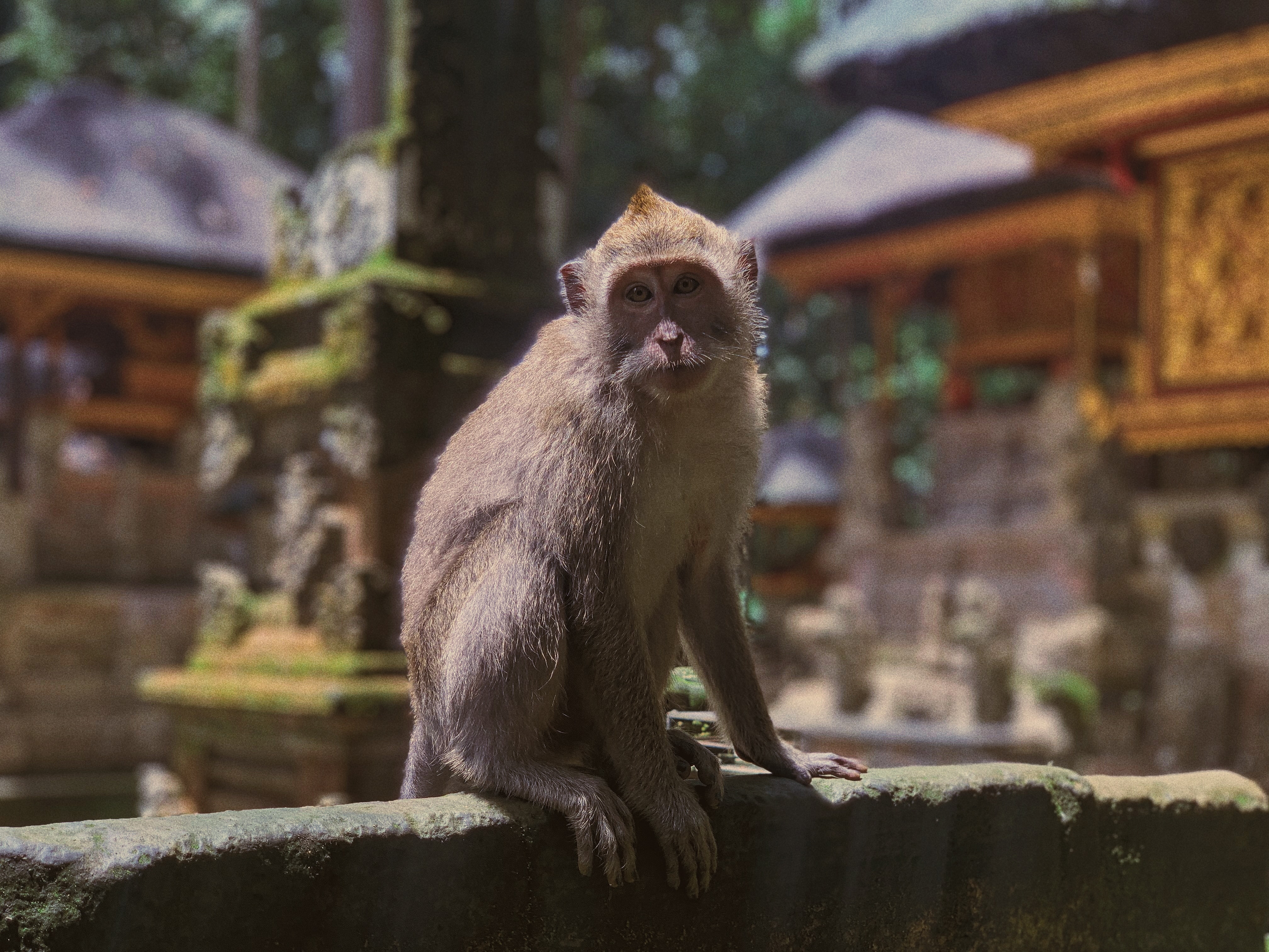 Sangeh Monkey Forest (Sumber gambar: Sergey Chuprin/Unsplash)