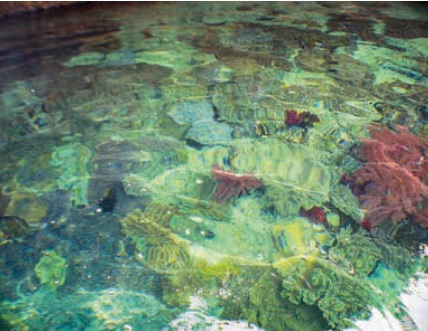 Pesona bawah laut di sekitar snorkeling spot di Teluk-Selat Kabui, Raja Ampat (sumber gambar: Hypeabis/Roni Yunianto)
