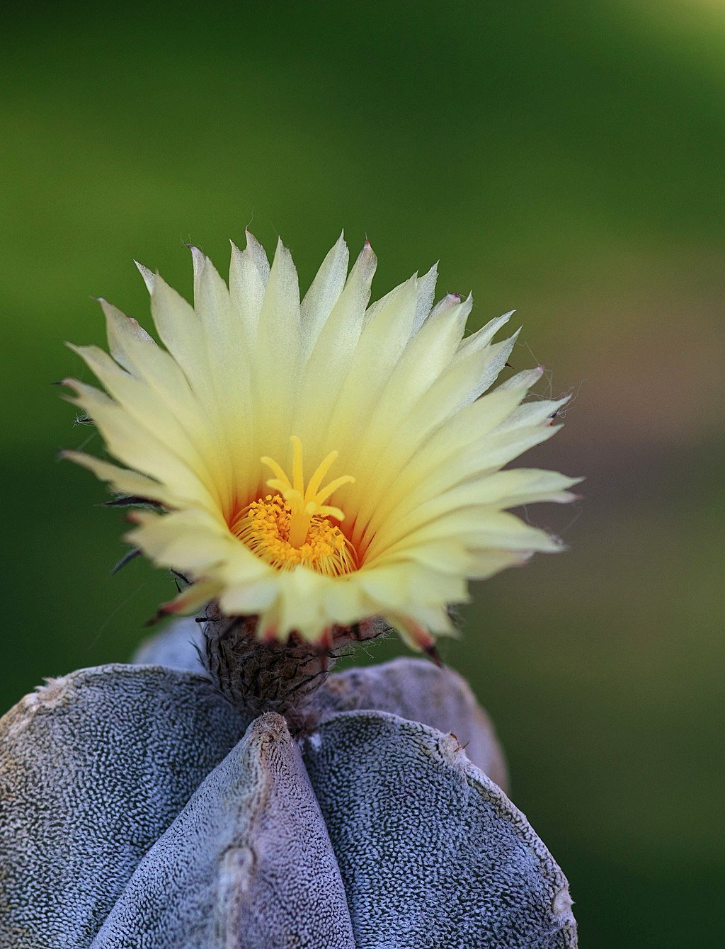 Astrophytum Coahuilense (Sumber gambar: Flickr/Dornenwolf)