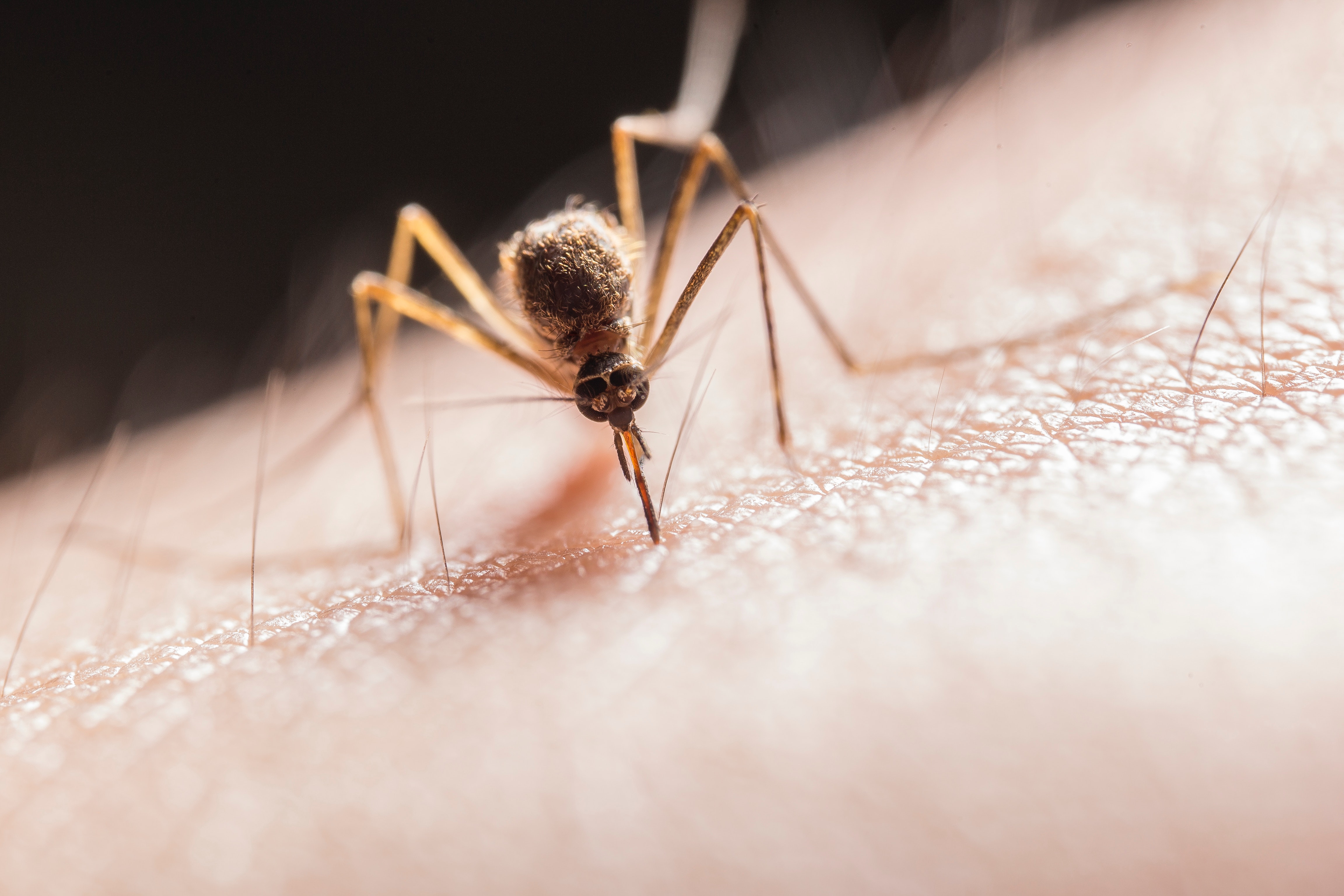 Ilustrasi penyakit akibat nyamuk (Sumber gambar: Jimmy Chan/Pexels)