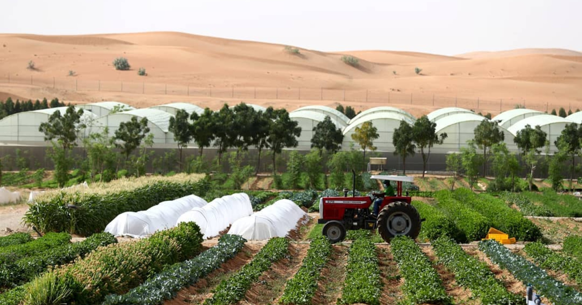 Emirates Bio Farm (Sumber gambar: Emirates Bio Farm)