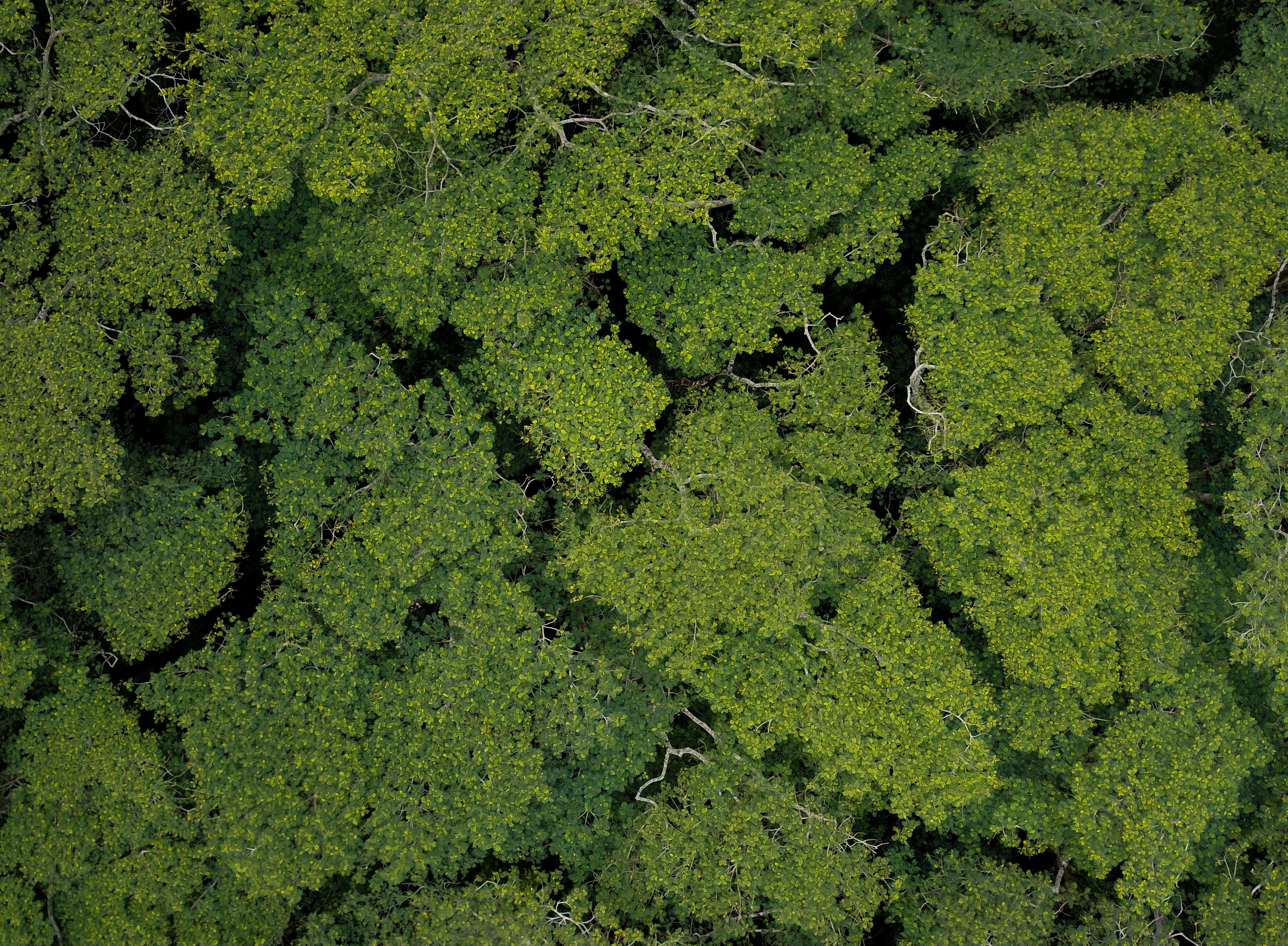 Ilustrasi lahan hijau pepohonan  (Sumber gambar Unsplash/Michael Olsen)