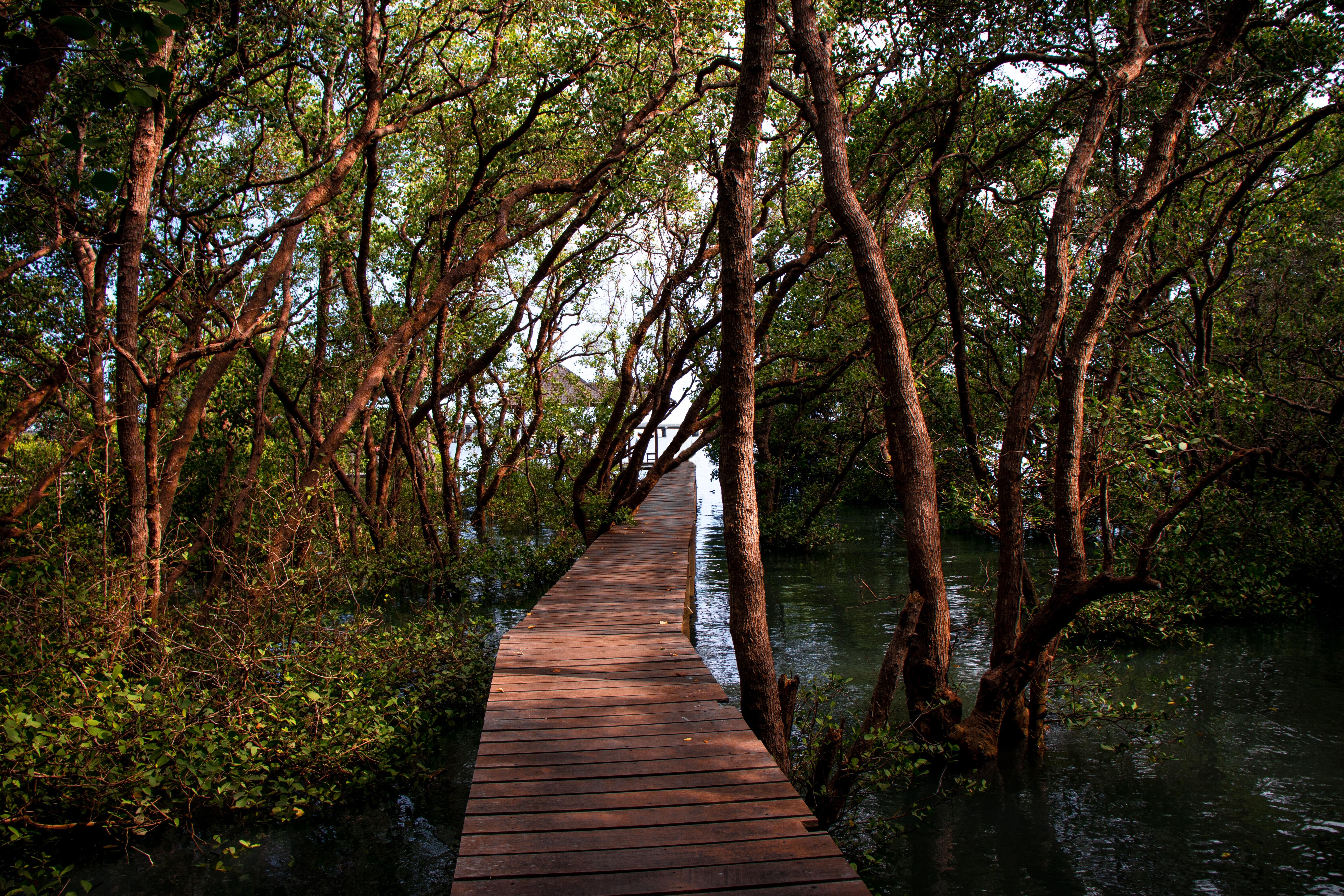 Iustrasi hutan mangrove (sumber gambar Unsplash/deni febriliyan)