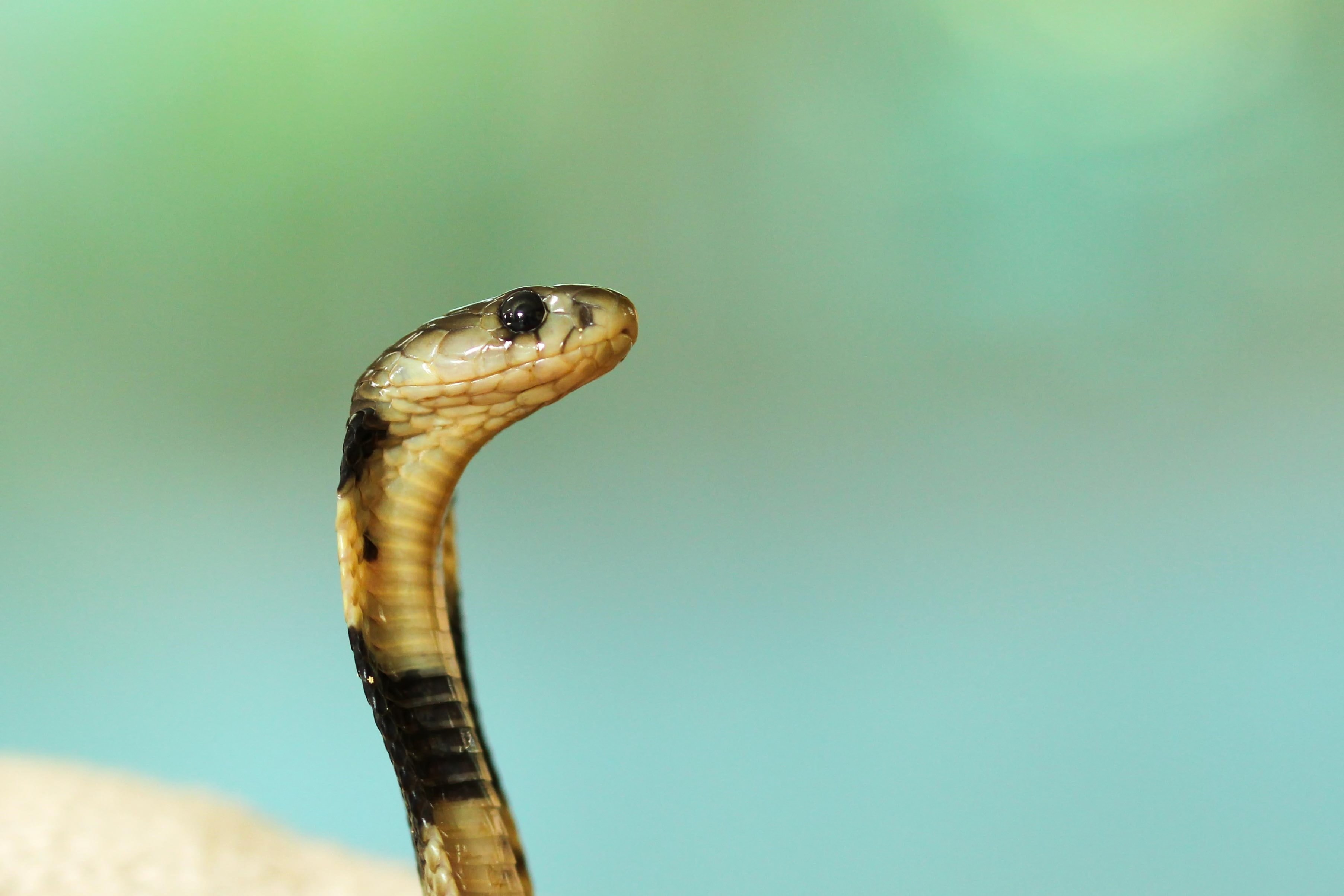 Ilustrasi king cobra (Sumber gambar: Boris Smokorvic/Unsplash)