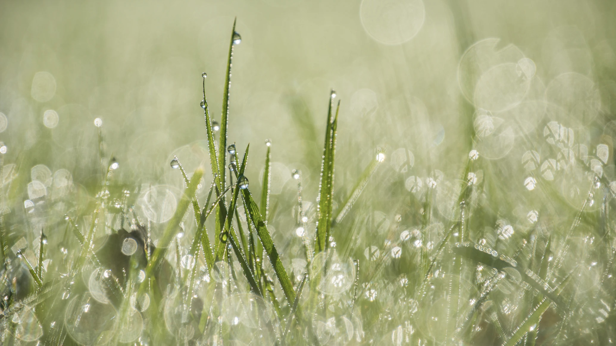 Rumput yang terkena hujan. (Sumber gambar : Unsplash/Thomas Couillard)