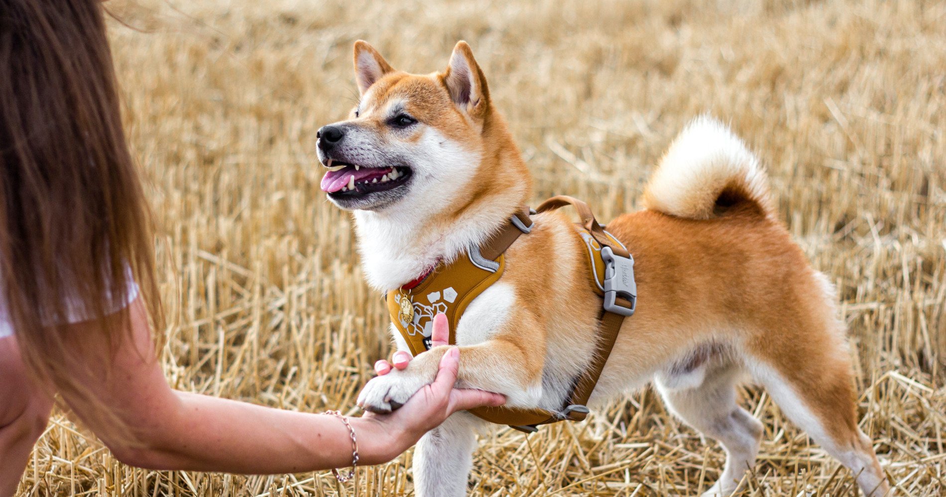 Hypeabis - Ini Alasan Shiba Inu Anjing Ras Paling Spesial di Jepang