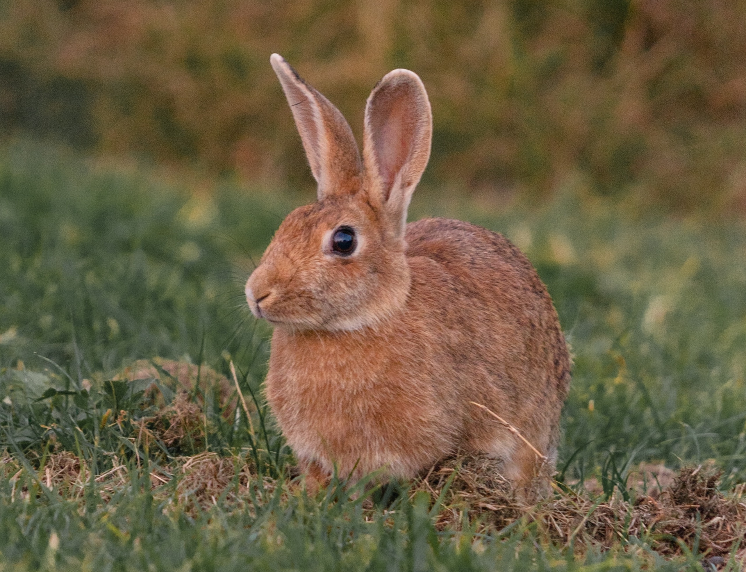 Ilustrasi shio kelinci (Sumber gambar: Adrian Pereira/Unsplash)