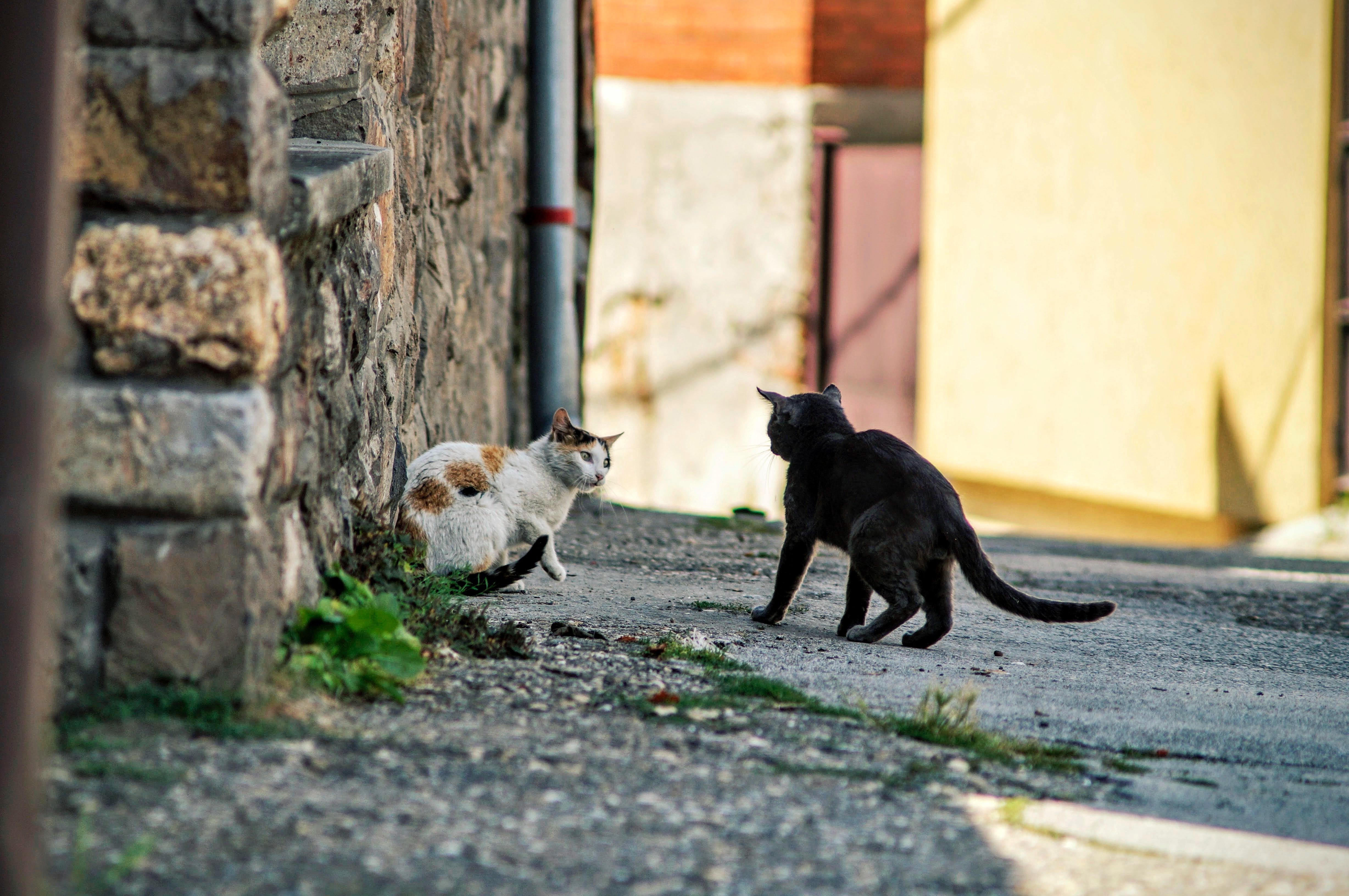 Kucing (Sumber gambar: Aleksandar Popovski/Unsplash)