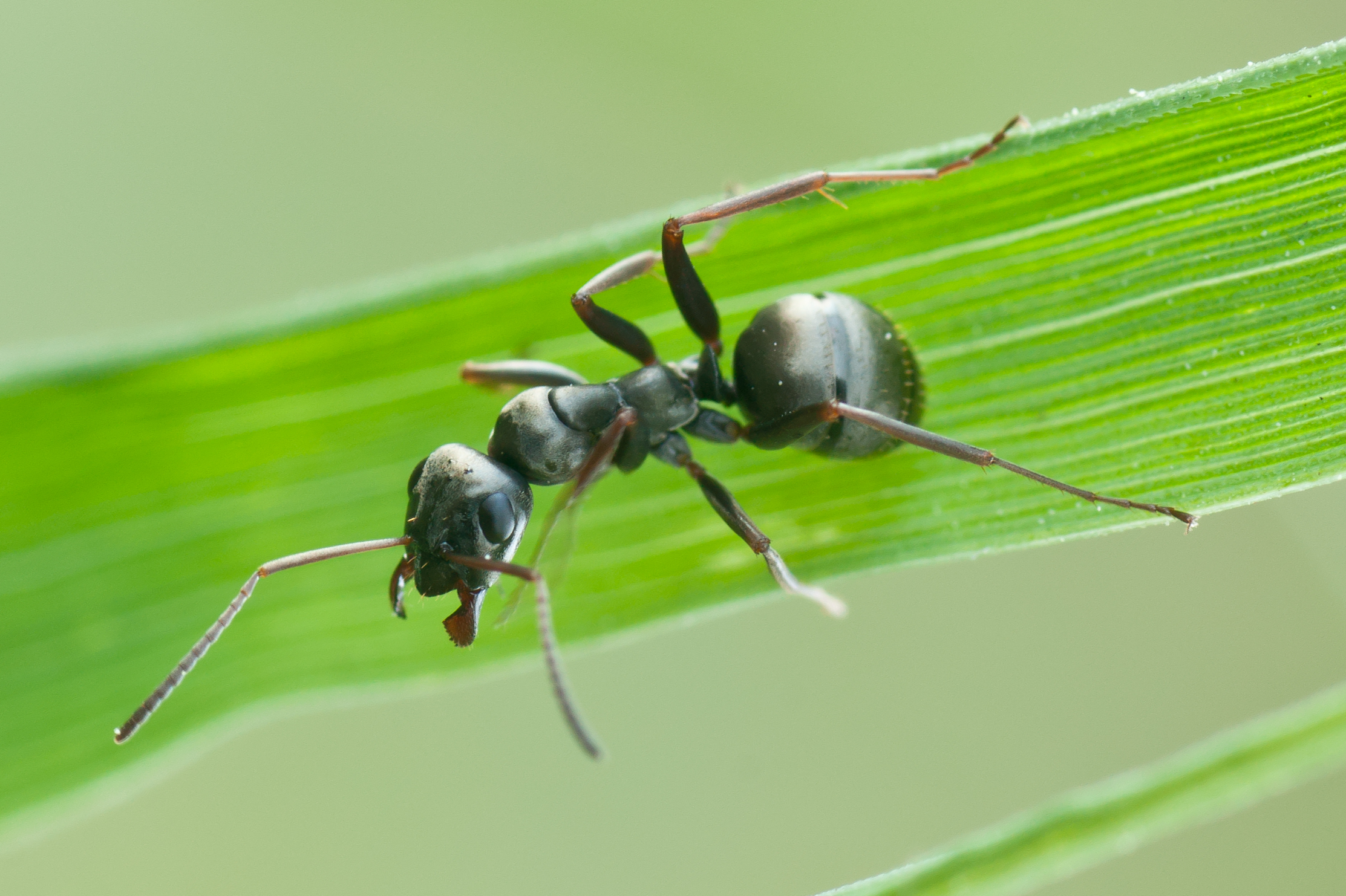 Semut sutra (formica fusca) atau yang dikenal juga sebagai semut pelacak. (Sumber foto: Wikimedia)