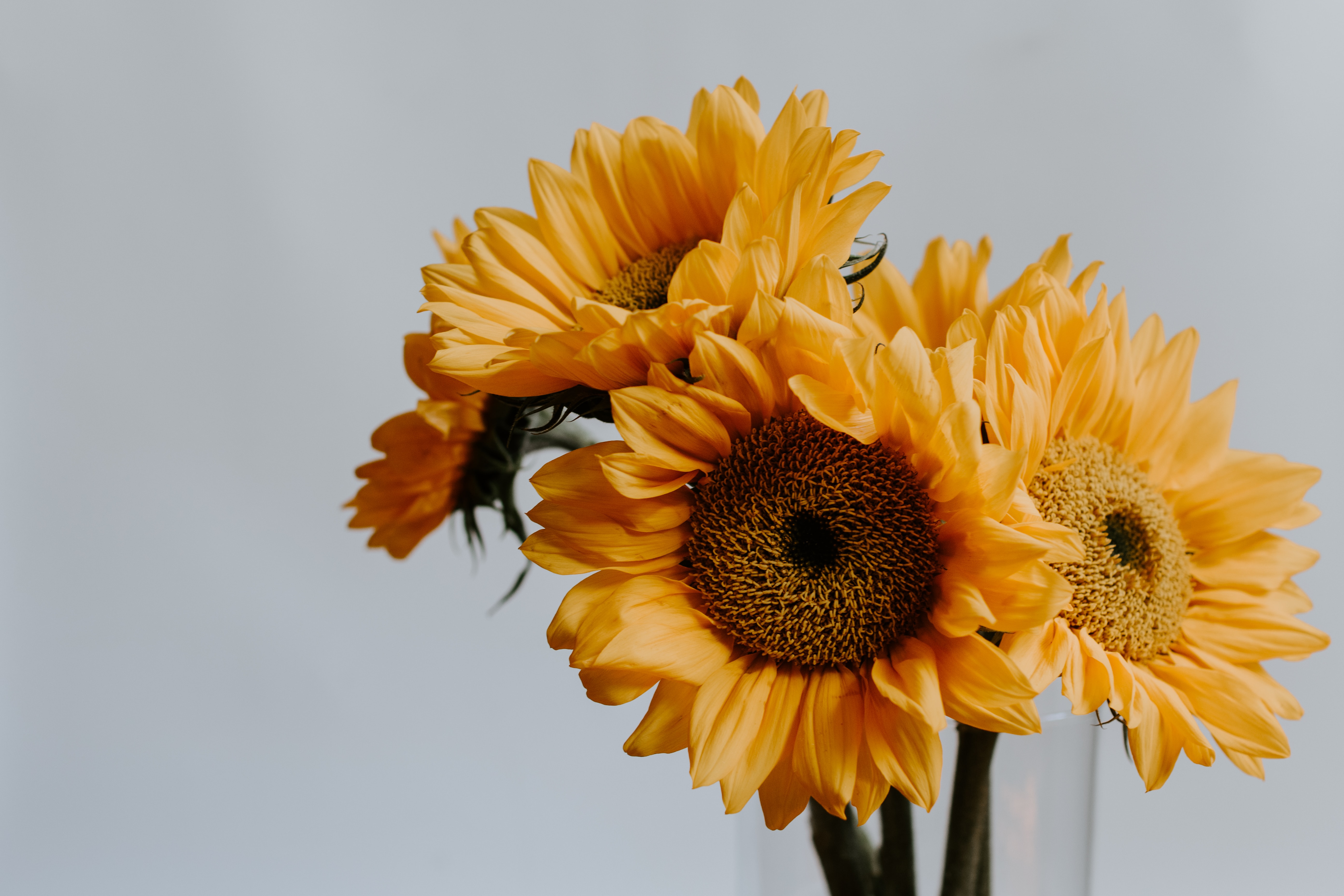 Bunga Matahari (Sumber gambar: Kelly Sikkema/Unsplash)