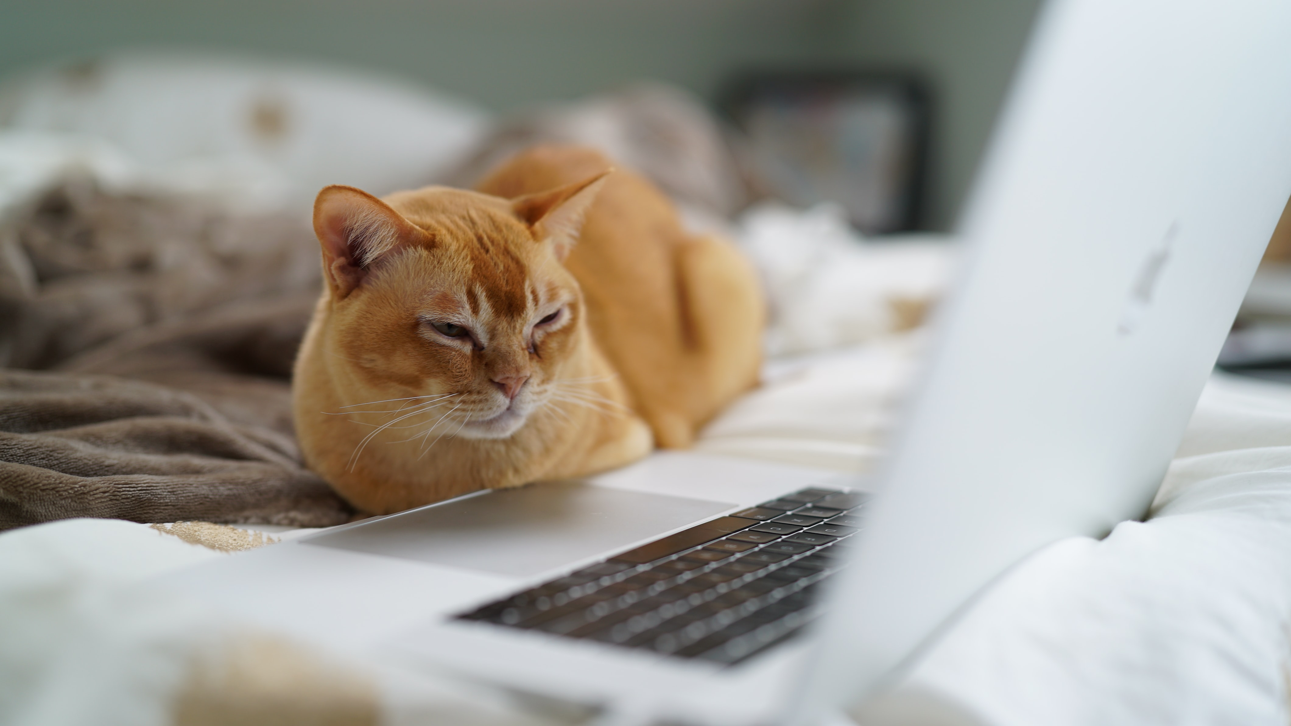 Kucing dan laptop. (Sumber gambar: Unsplash/ Catherine Heath)