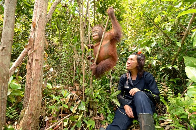 Taman Nasional Tanjung Putin (Sumber: Orangutan.org)