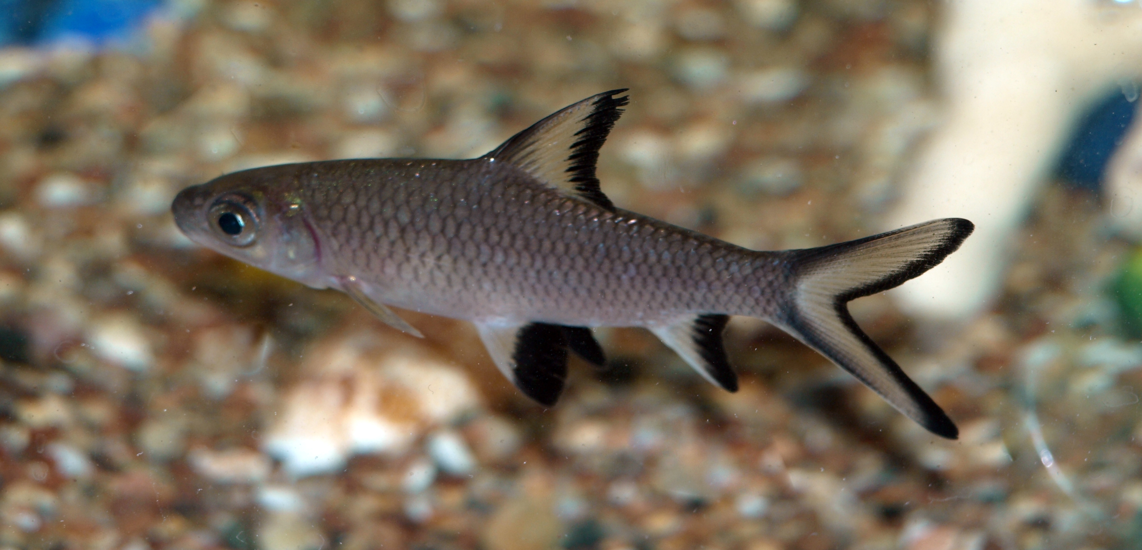 Ikan balasak atau Bala Shark. (Sumber foto: Wikimedia Commons)