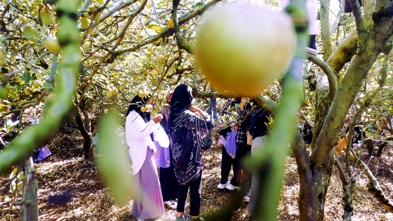 Agro wisata petik buah apel Malang (Sumber foto: Hypeabis/ Wiwin Suryono)