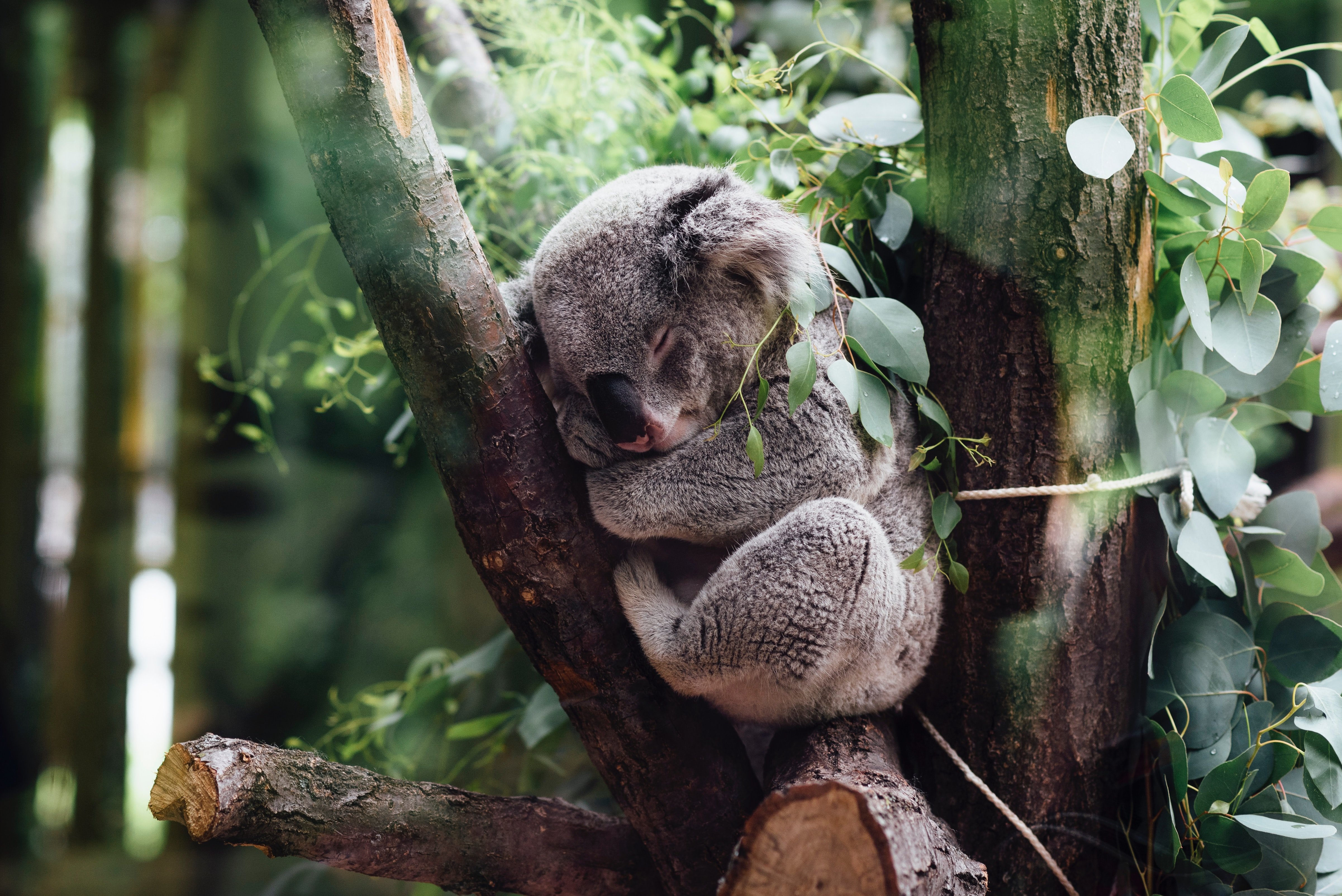 Koala (sumber gambar Unsplash/ Jordan Whitt)