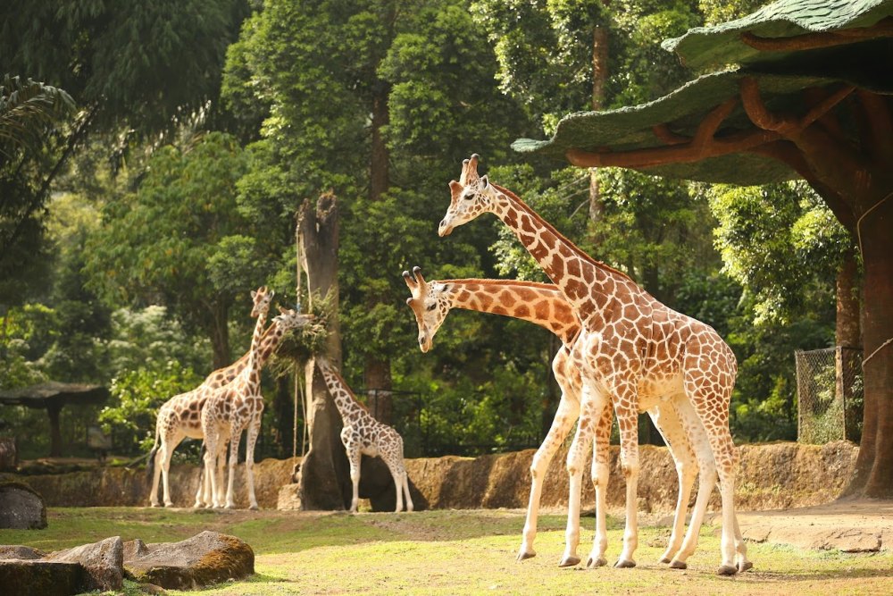 Taman Safari Indonesia (sumber foto: TSI)
