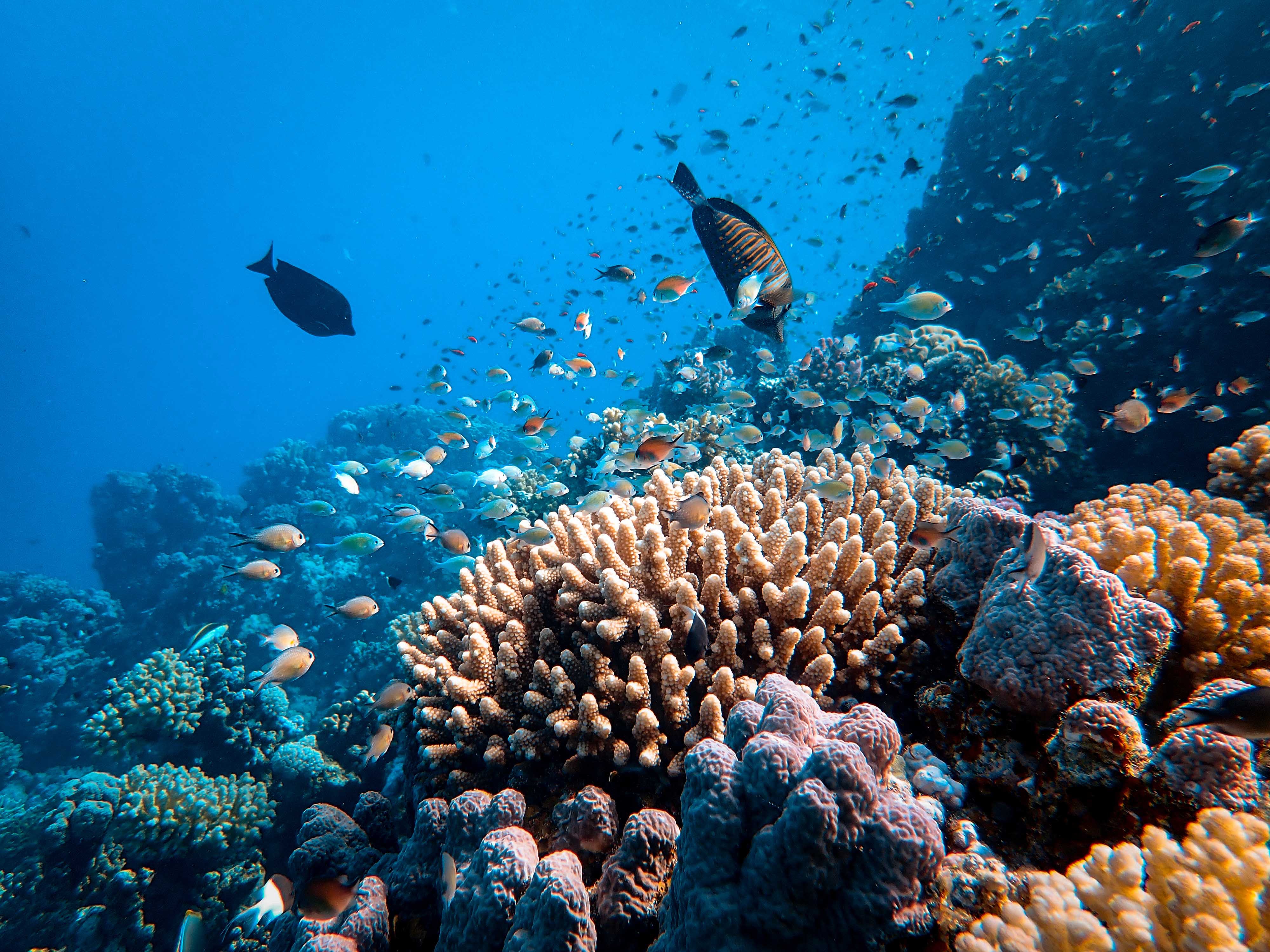 Ilustrasi keindahan bawah laut (Sumber gambar: Unsplash/Francesco Ungaro)