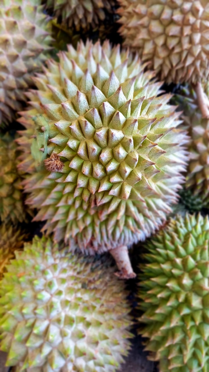 Durian Sigi (Sumber gambar: Festival Lestari/LTKL)