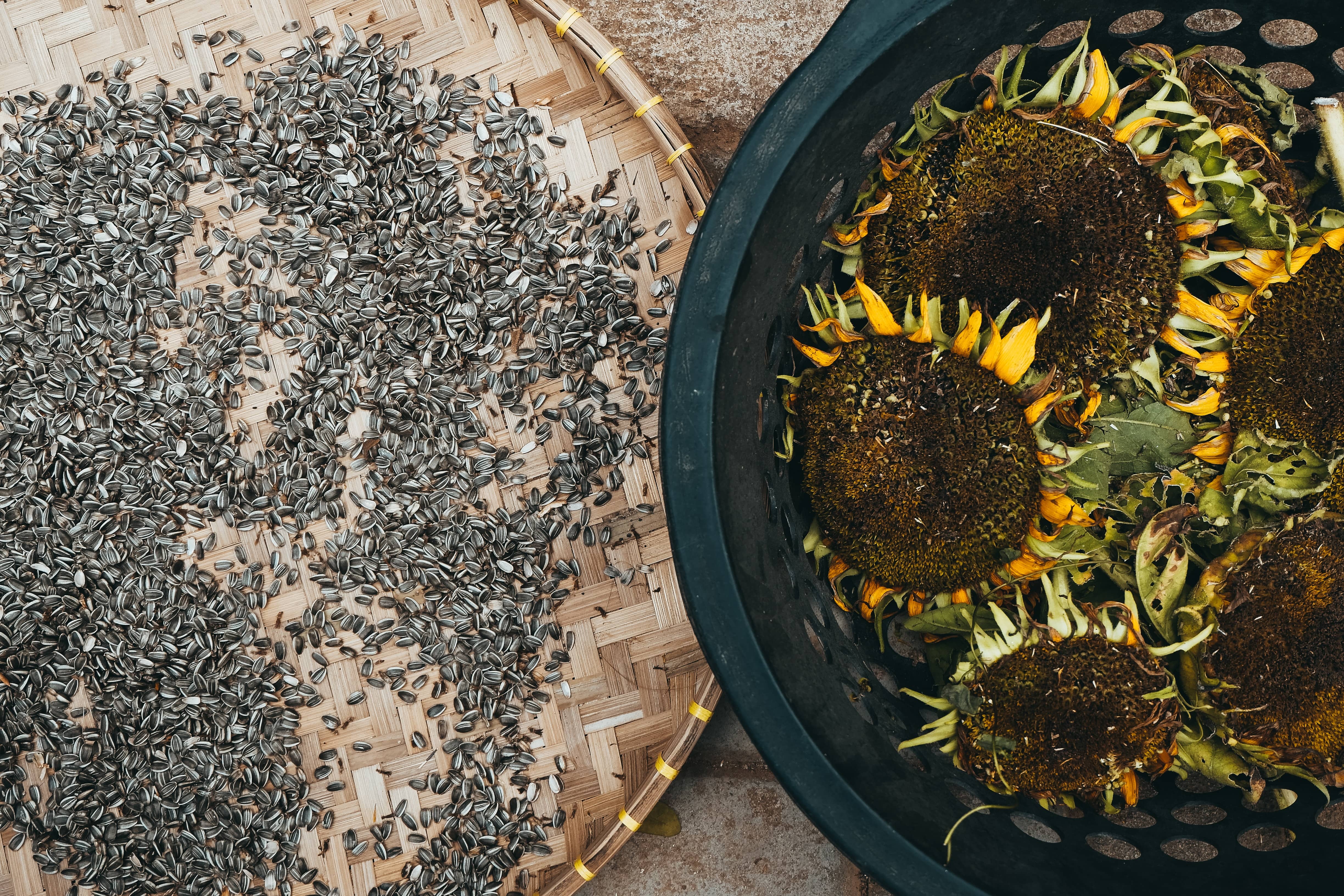Biji bunga matahari memiliki nutrisi yang baik untuk kulit (Sumber: Unplash/Devi Puspita Amartha Yahya)