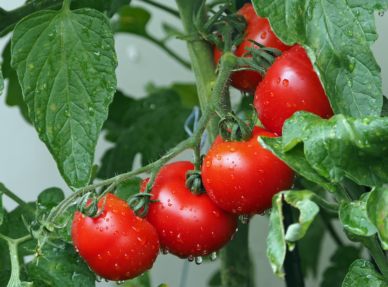 Tomat adalah makanan yang sehat untuk kulit (Sumber: Pixabay/kie-ker)