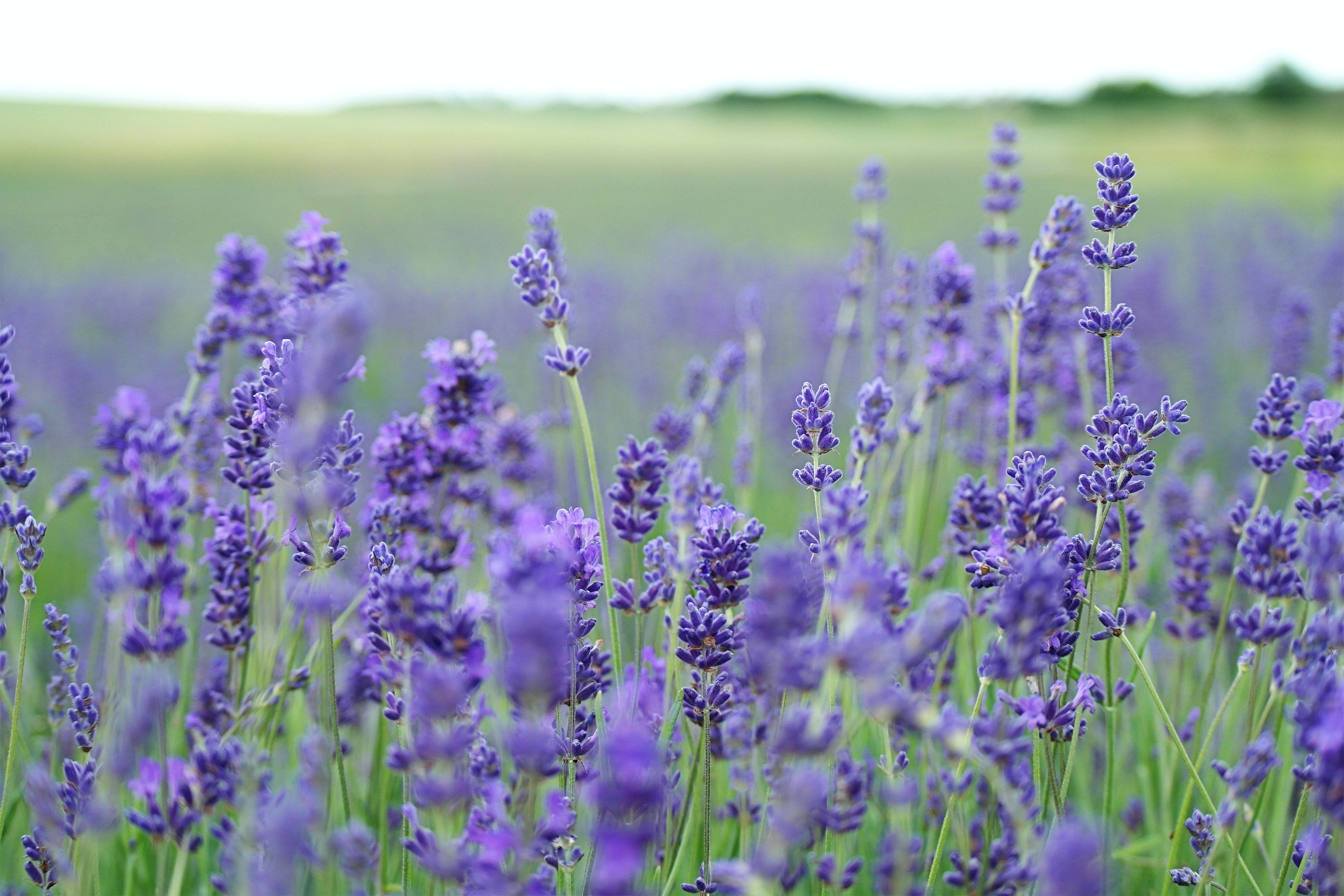 Lavender (Sumber gambar: Unsplash/Annie Spratt)