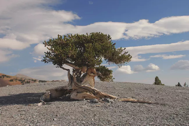 Bristlecone Pines (Sumber gambar: nps.gov)