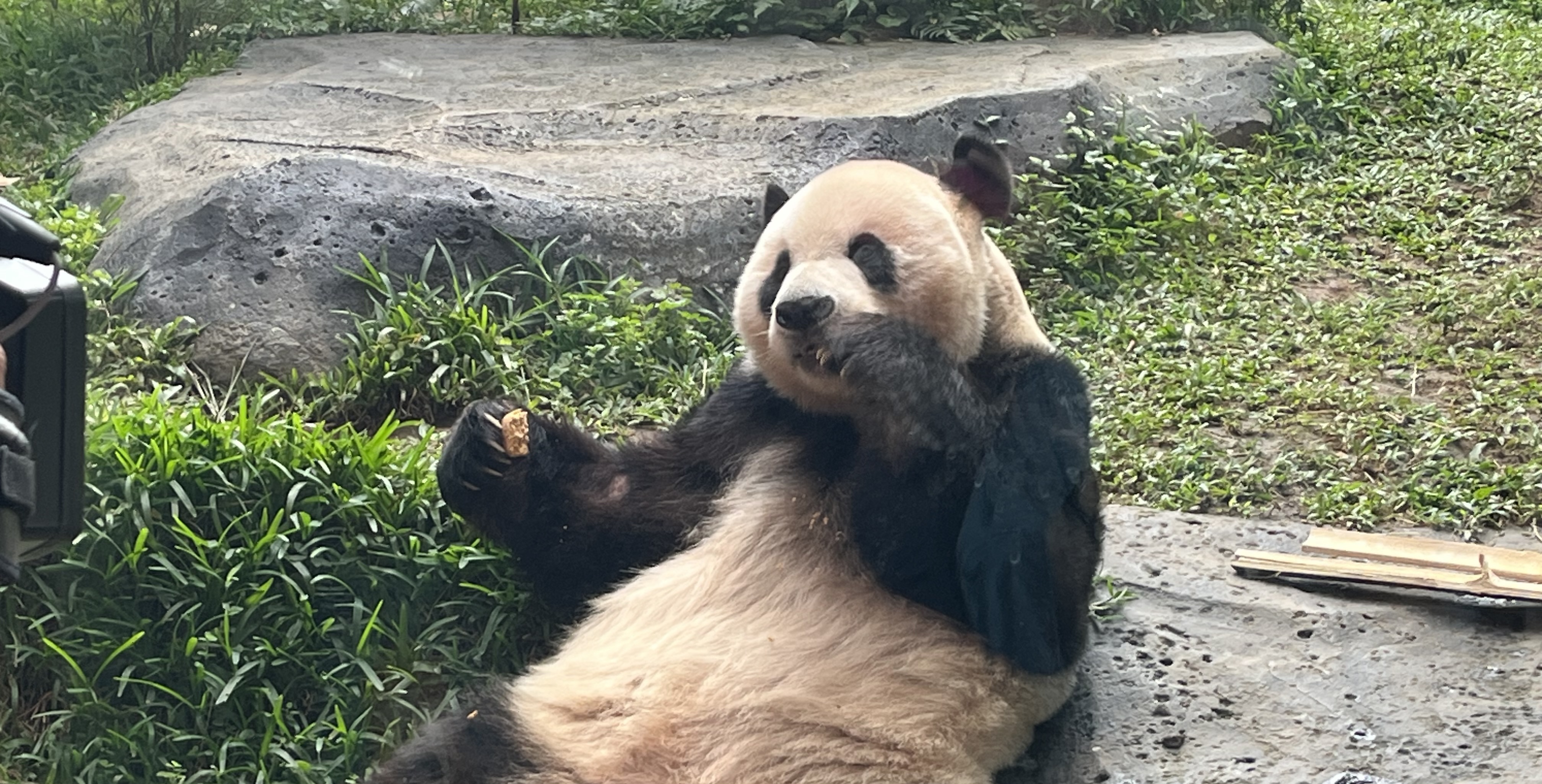 Cai Tao, Panda Jantan di Taman Safari Indonesia (Sumber gambar: Indah Permata Hati/Hypeabis.id)