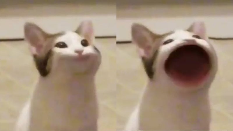 Kucing Oatmeal (Sumber gambar: Know Your Meme)