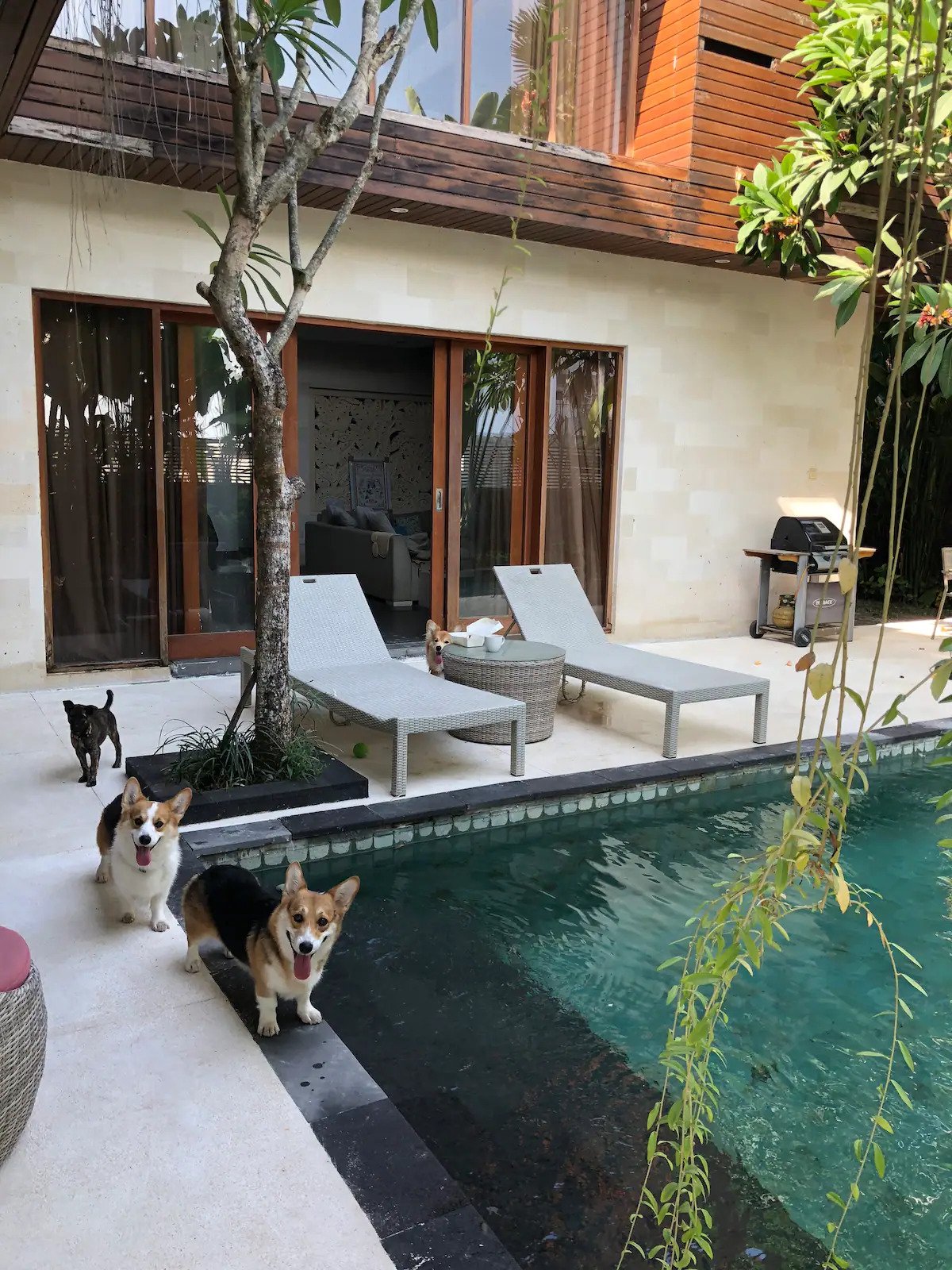 (Sumber foto: Airbnb/One Woof by The Beach)