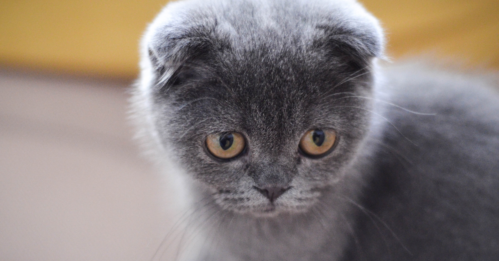  Kucing Scottish Fold (Sumber gambar: Sergey Semin, Unsplash)
