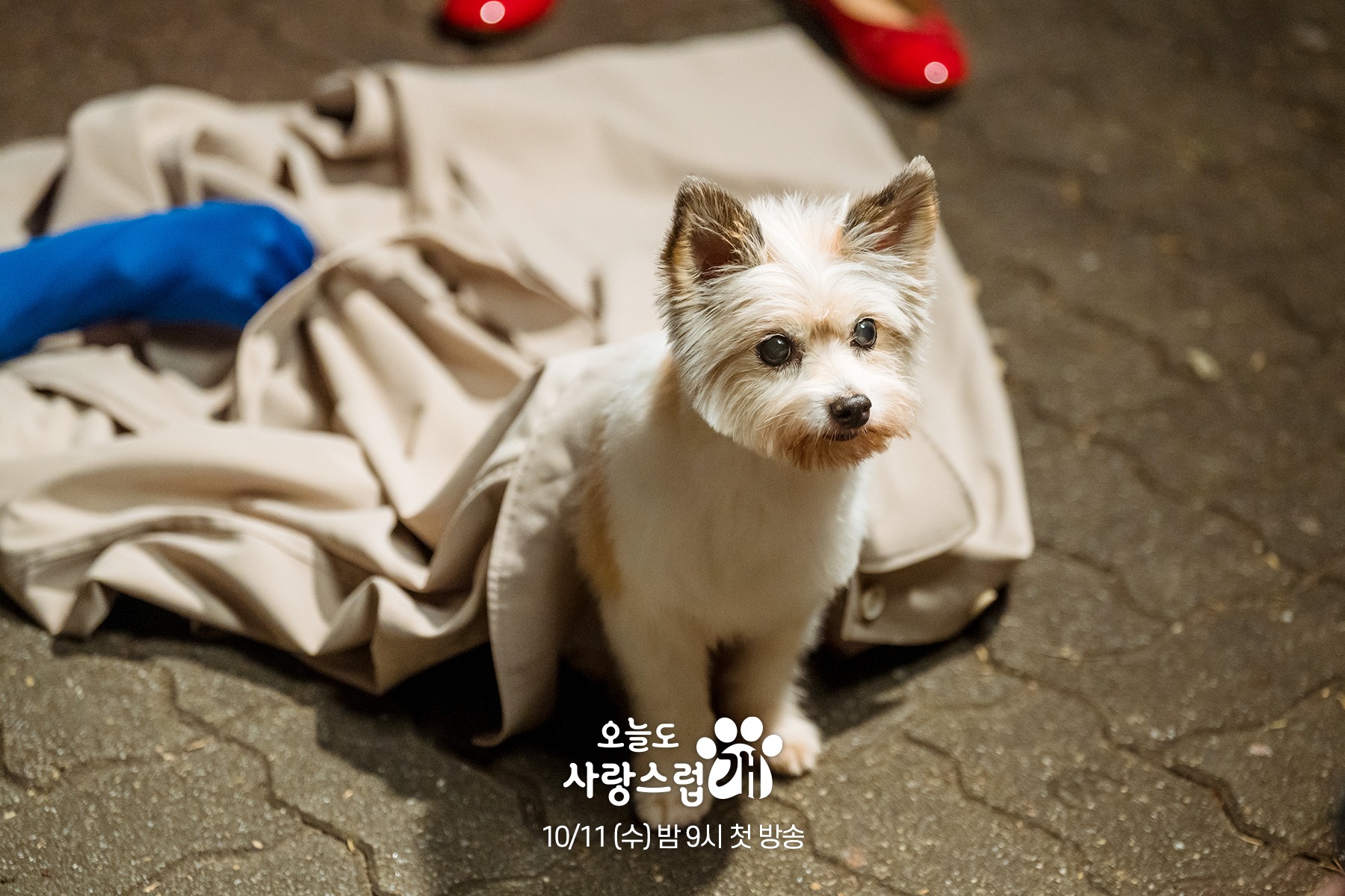 Drakor A Good Day to be a Dog (Sumber: MBC Drama)