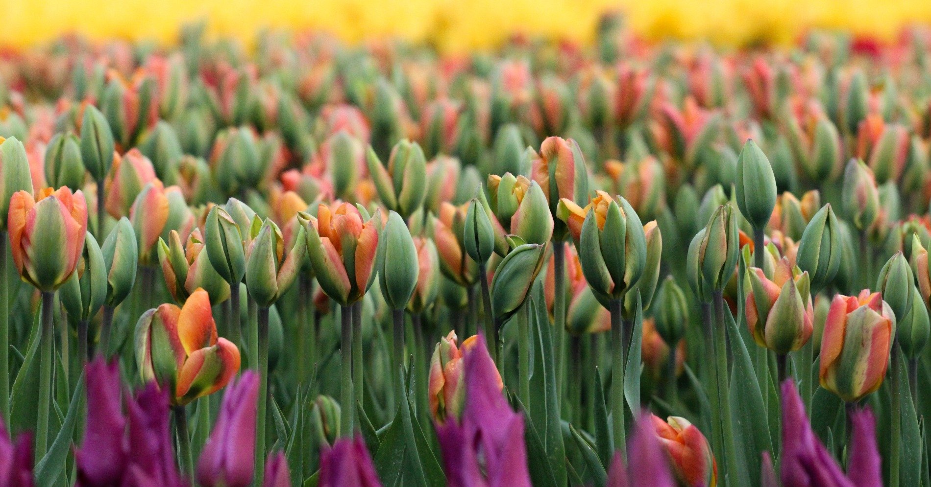 Tulip (Sumber foto: Unsplash/Alexa Accuardi)