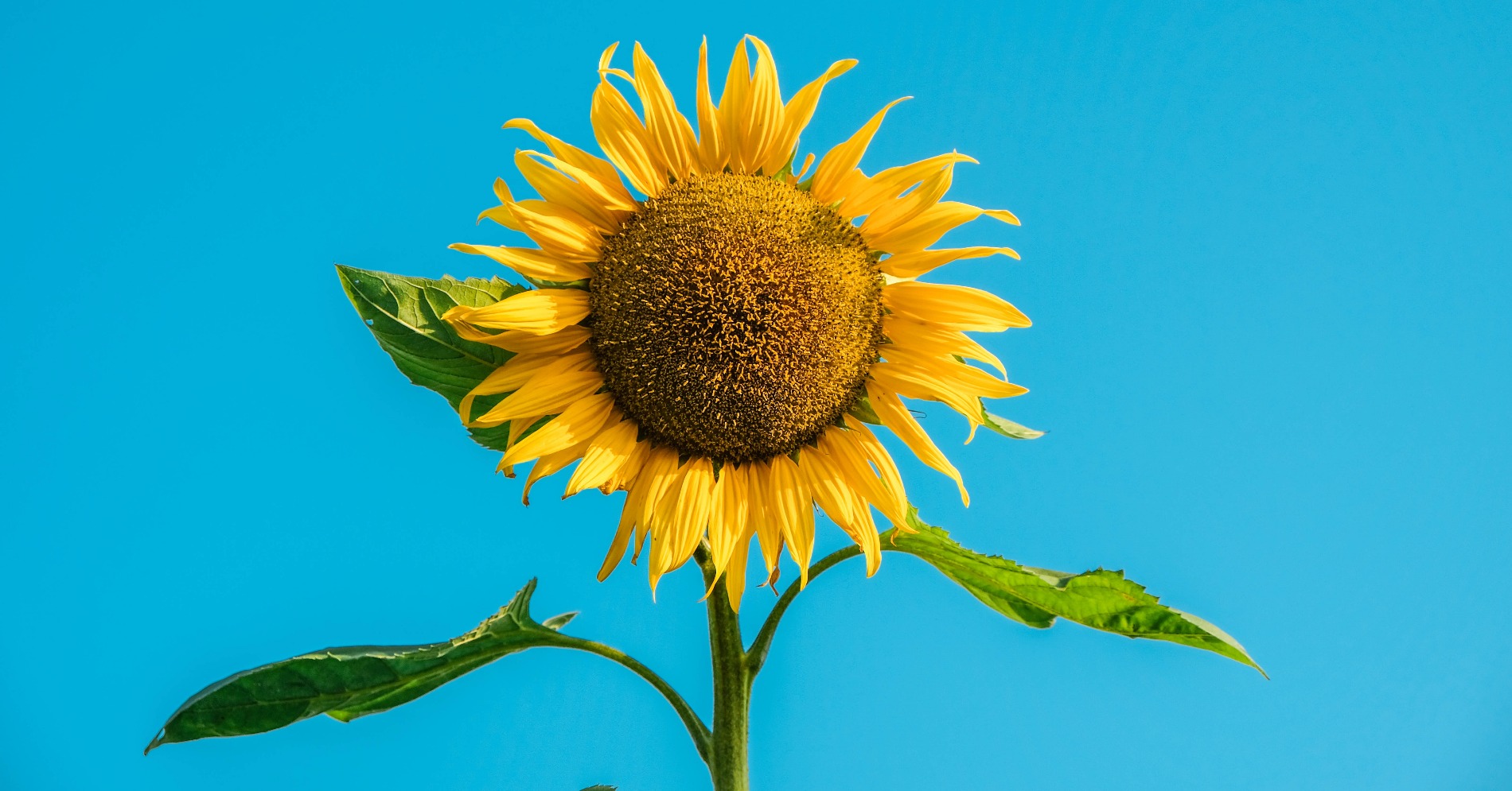 Bunga matahari (Sumber foto: Unsplash/Michelle Francisca Lee)