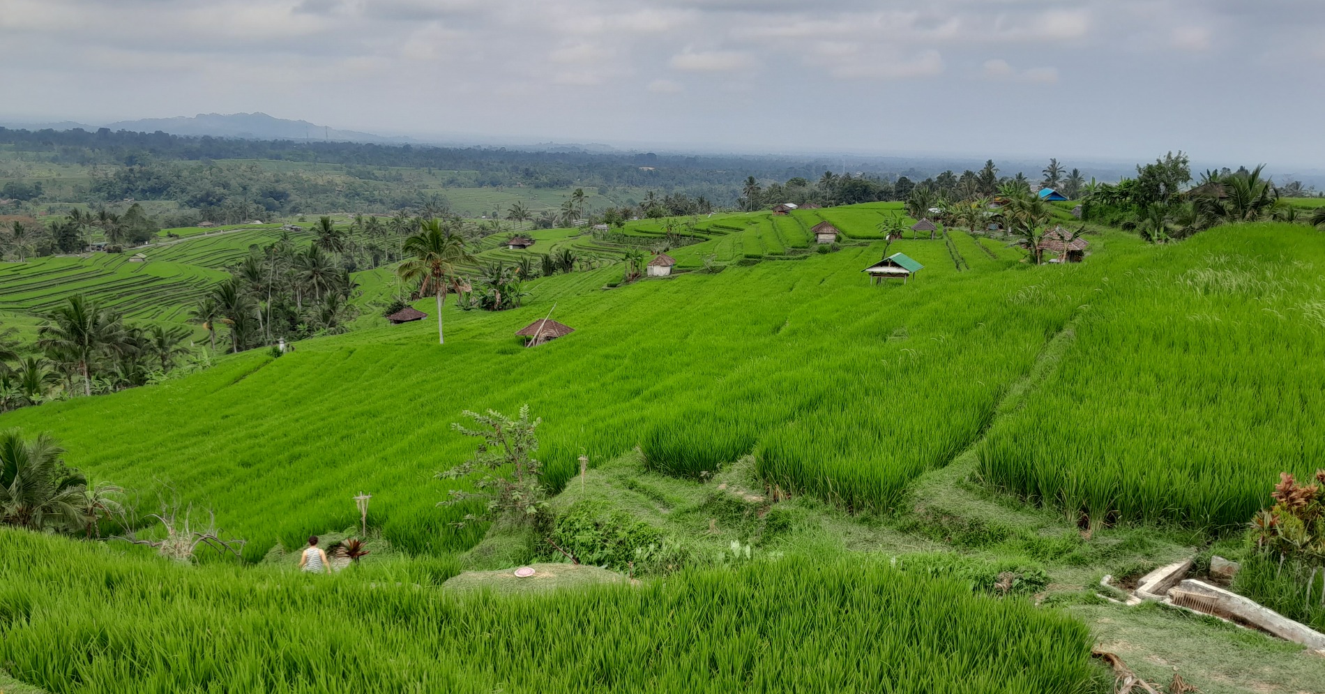 Subak Jatiluwih, Tabanan, Bali (Sumber gambar: Chelsea Venda/Hypeabis.id)