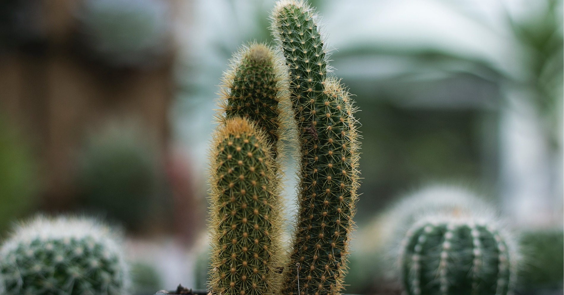 Kaktus Ekor Tupai. (Sumber gambar: Christine Clar/Unsplash)