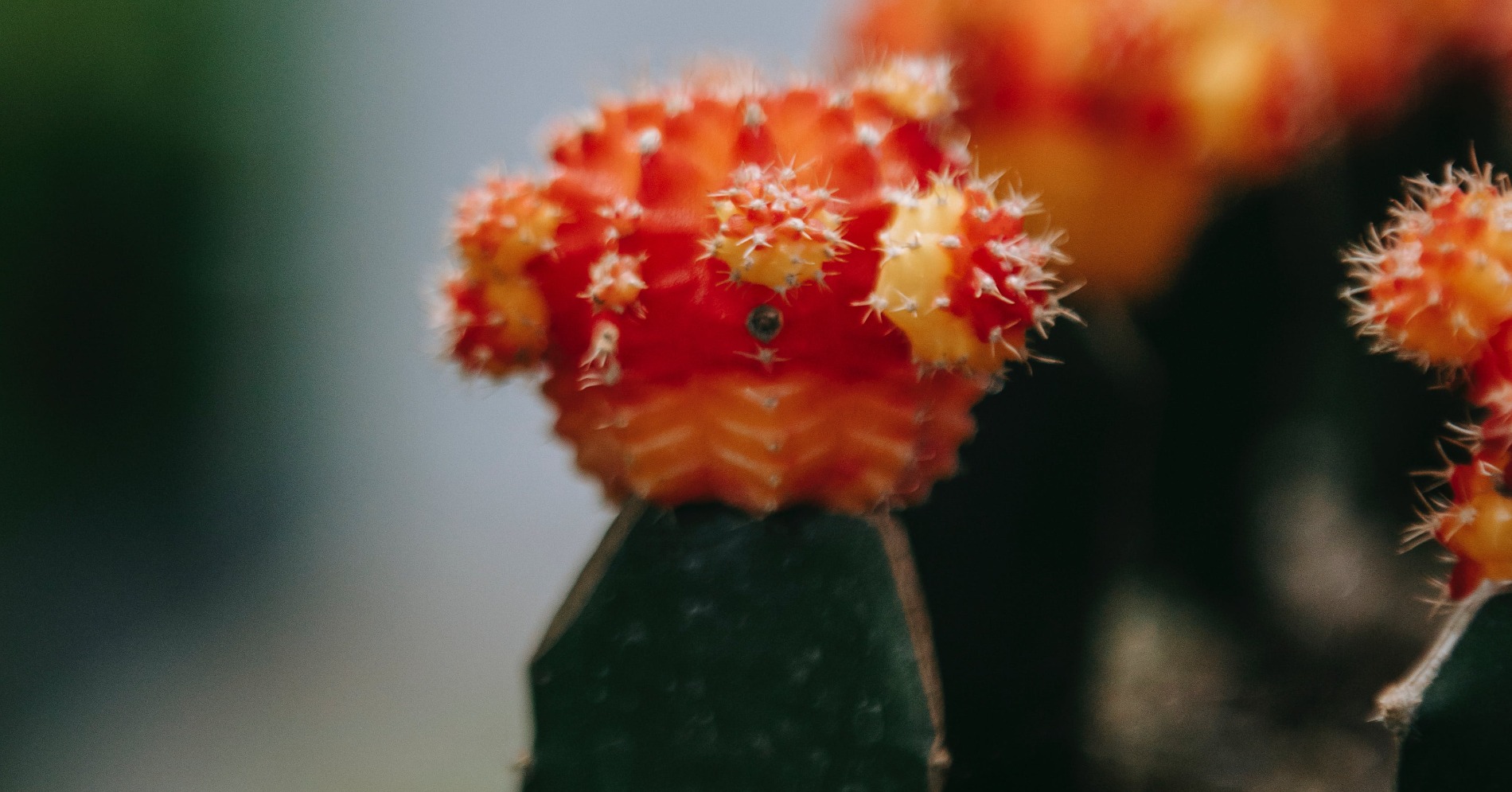  Kaktus Gymno Three Color. (Sumber gambar: Teona Swift/Unsplash)