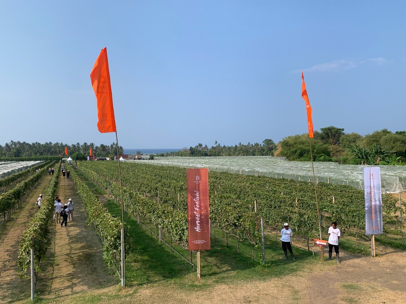 Hatten Vineyard. (Sumber foto: Hypeabis.id/Nirmala Aninda)