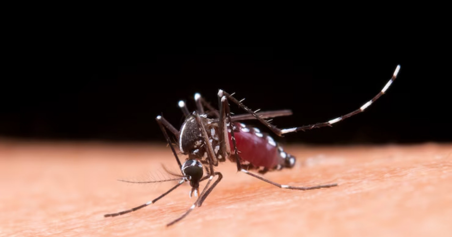 Nyamuk Aedes aegypti (Sumber foto: Freepik/Jcomp)