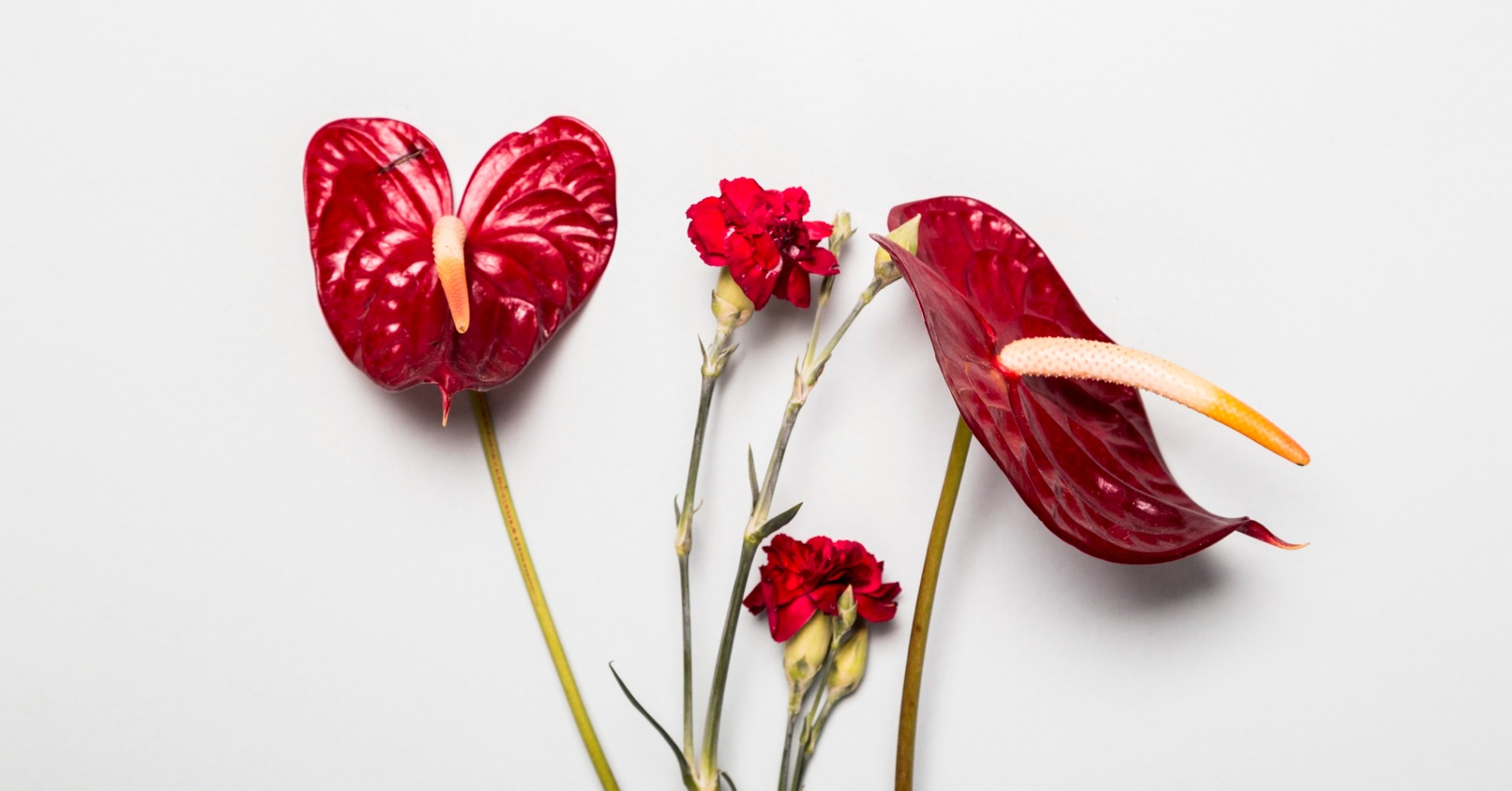 Anthurium (Sumber Foto: Freepik)