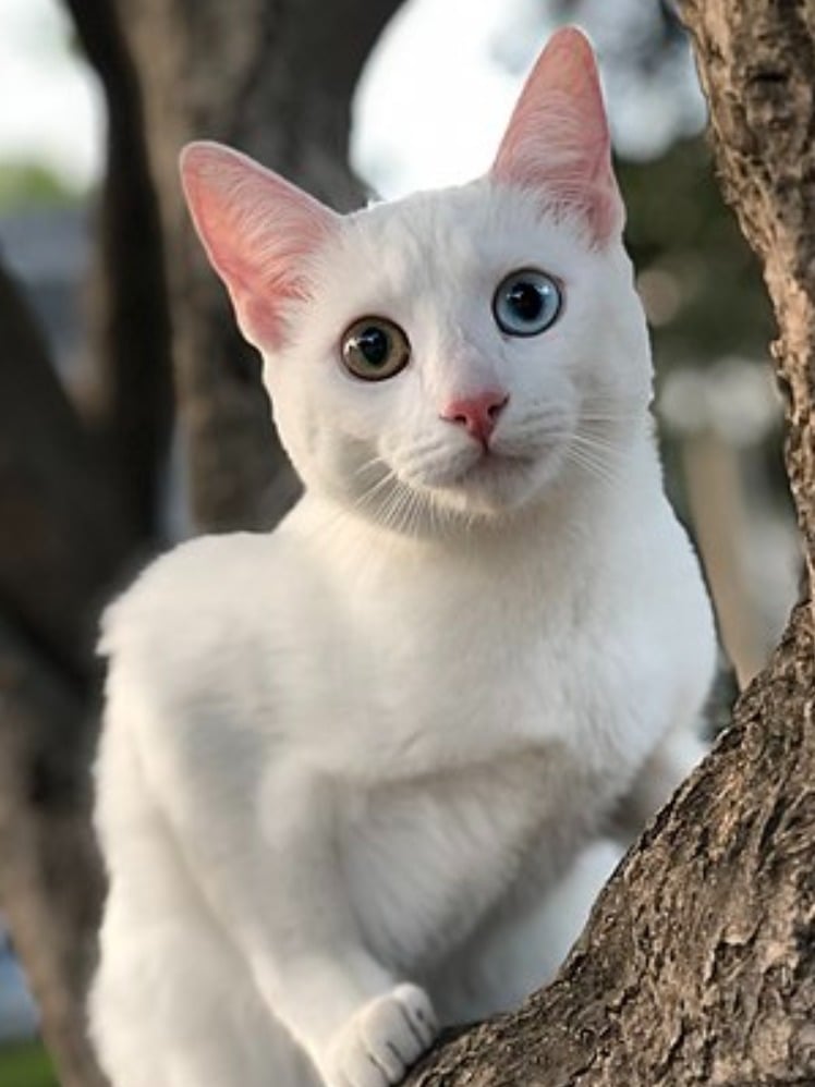 Kucing Khao Manee (Sumber foto: wikipedia)