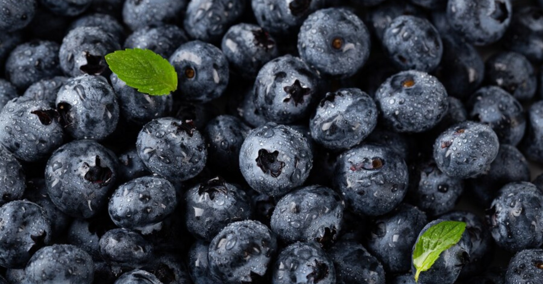 Blueberry (Sumber foto: freepik/wirestock)