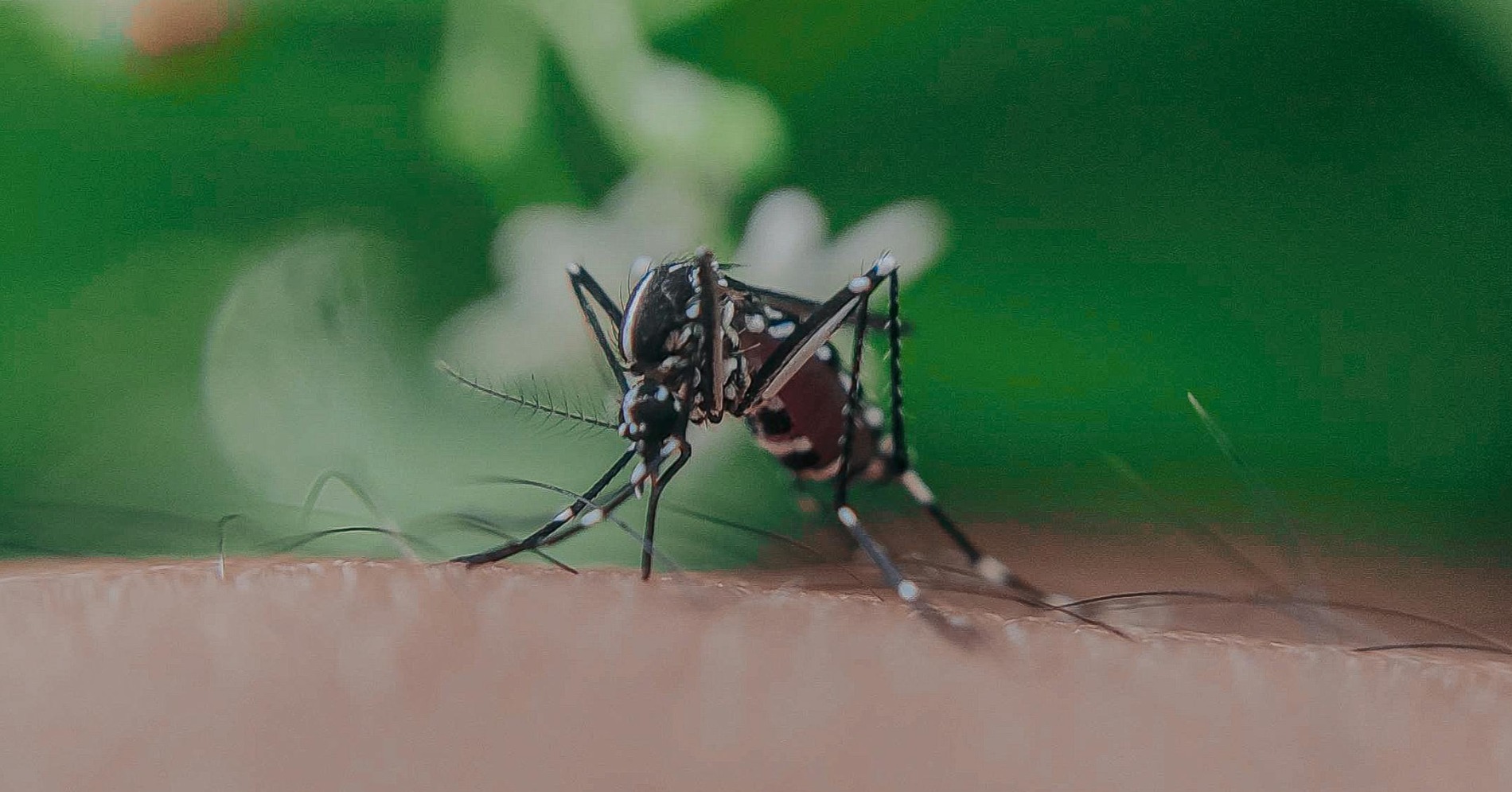 Ilustrasi nyamuk (Sumber gambar: Anoj/Pexels)