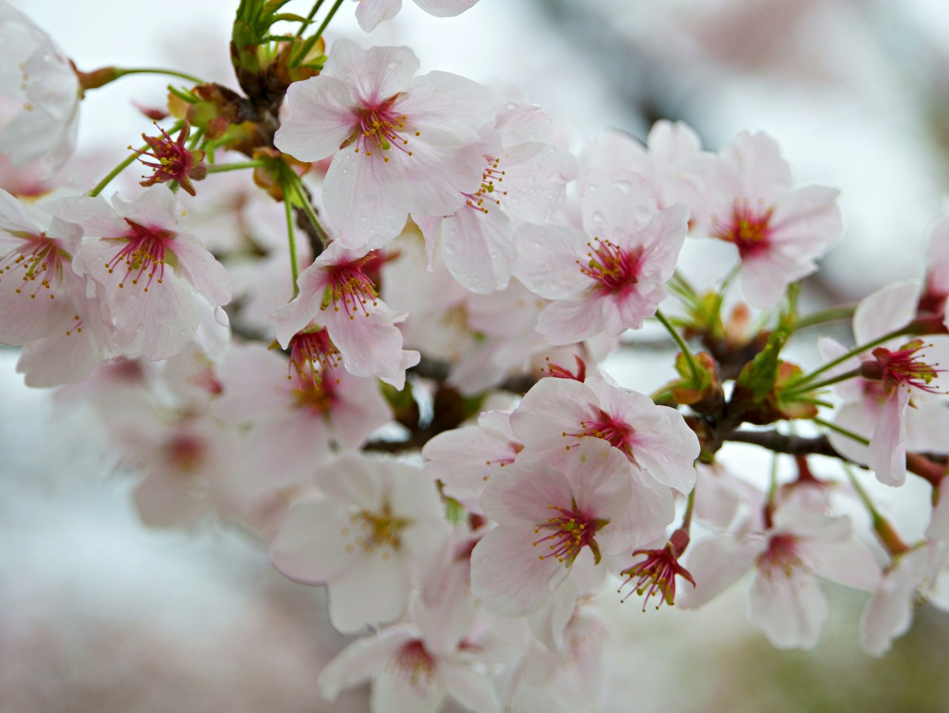 Ilustrasi bunga sakura. (Sumber gambar: Phil Hauser/Unsplash)
