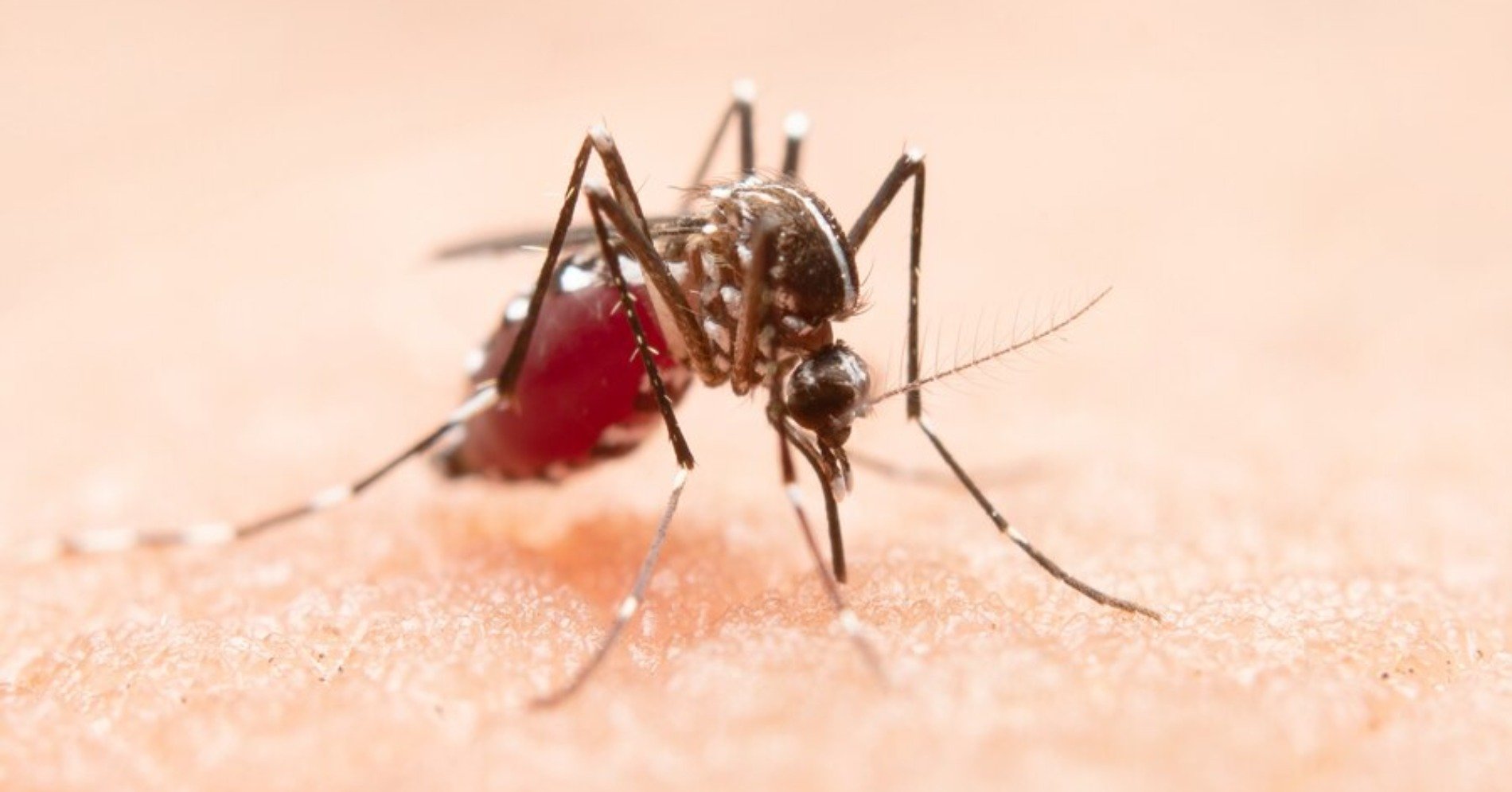 Ilustrasi nyamuk malaria (Sumber foto: freepik/jcomp)